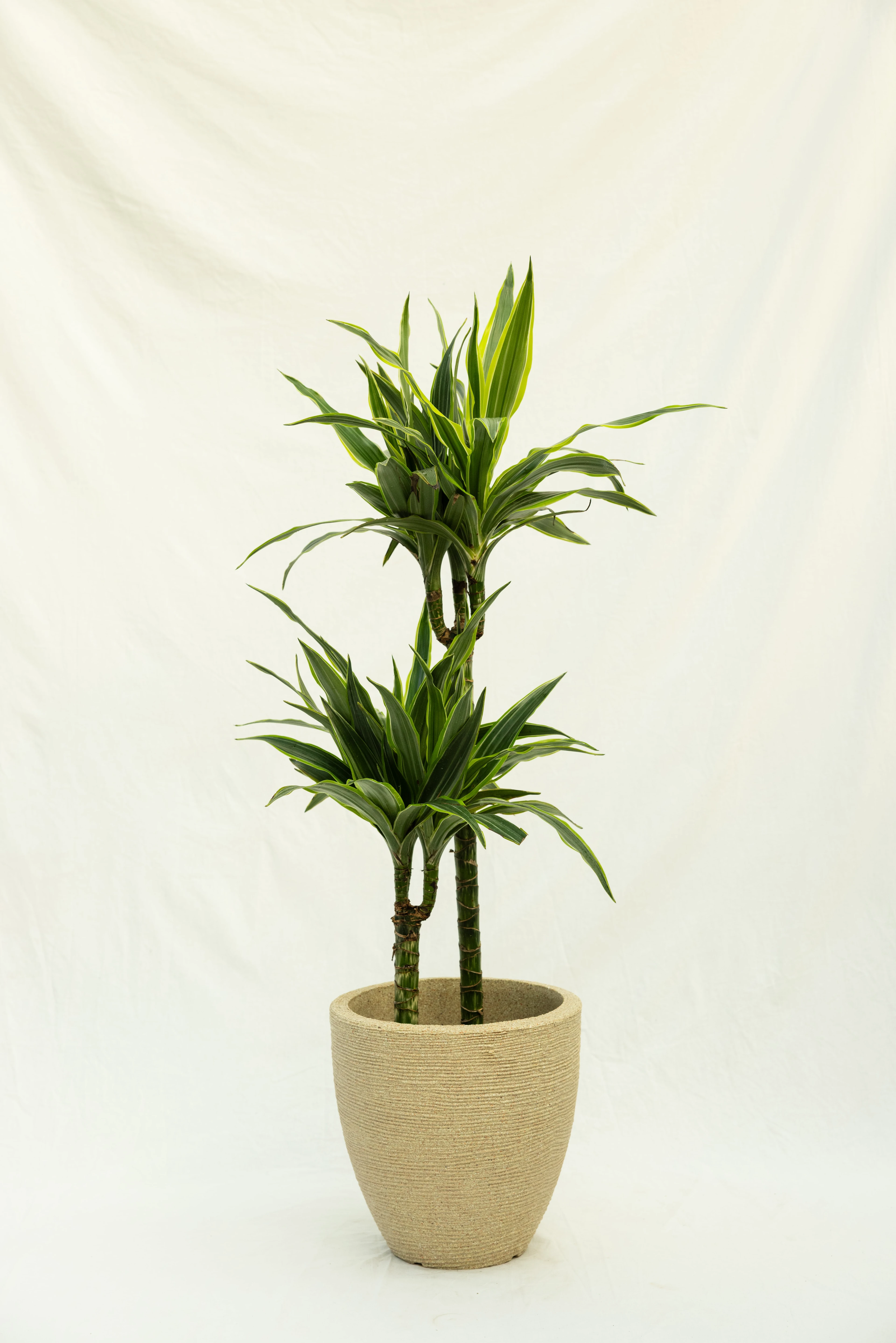 2 Gövdeli Büyük Dracaena Lemon Lime (Dracena Fragrans)