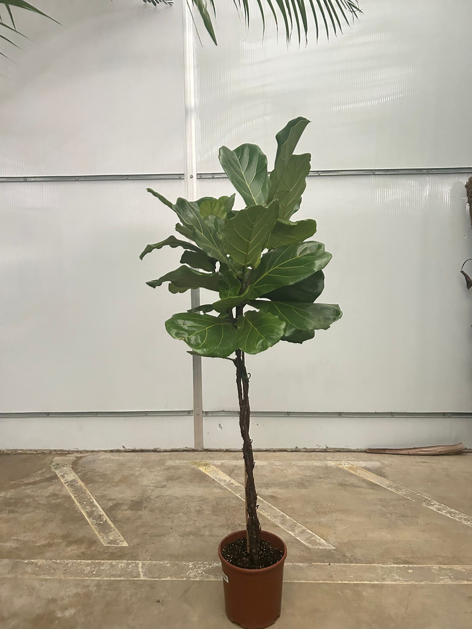 Örgülü Keman Yapraklı Kauçuk Çiçeği (Ficus Lyrata)