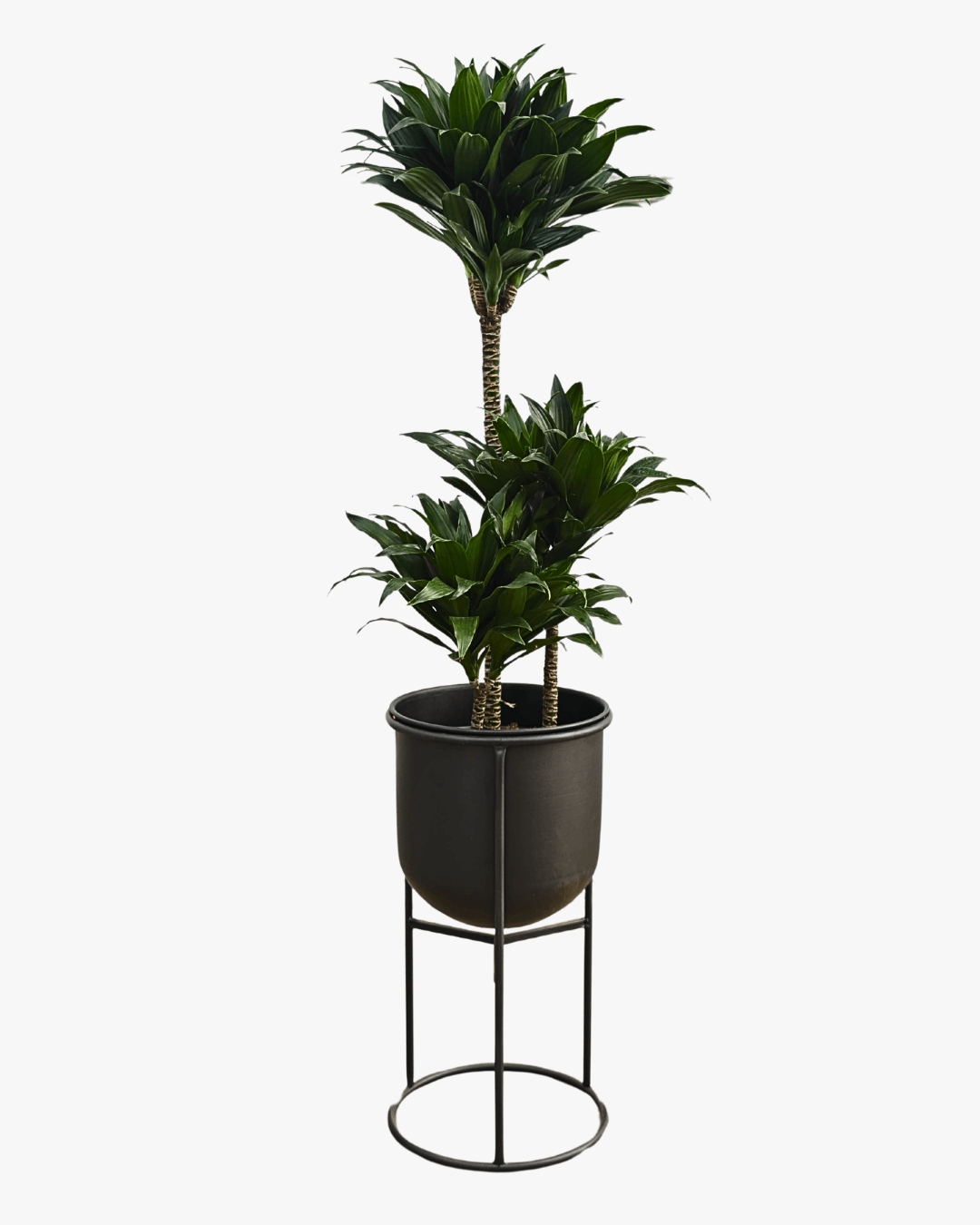 METAL SAKSILI SALON BİTKİ SETİ (Dracena Compacta  / Monstera XL / Bonsai / Efes Ayaklı Metal Saksı 25cm / Efes Ayaklı Metal Saksı 25 cm)