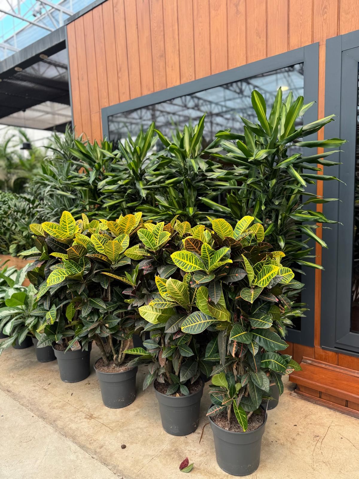 Kroton Bitkisi XL (Kraton - Croton Petra)