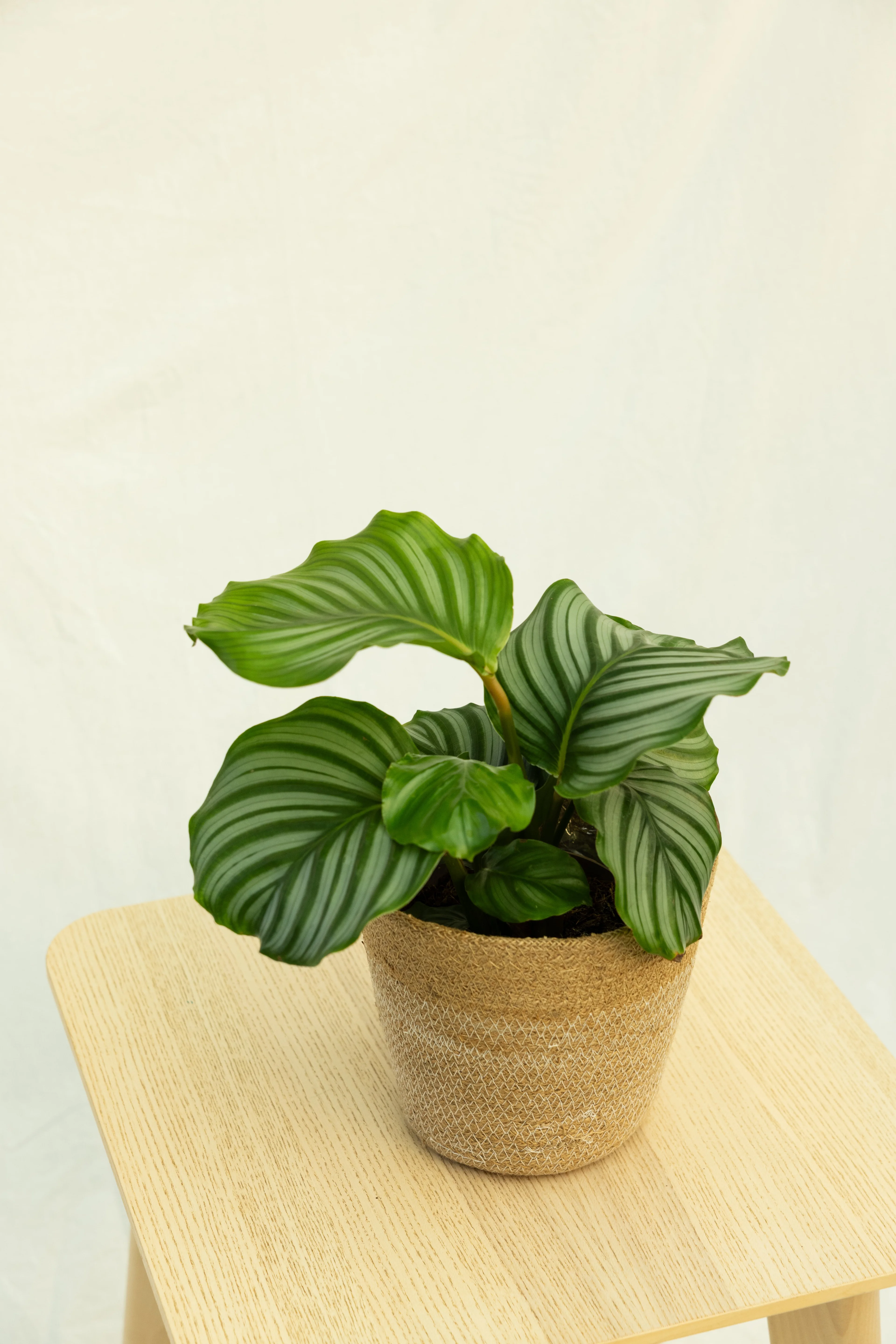 dracena lemon lime pflege American Plant Exchange Lemon Lime Dracaena Live Plant in 10" Pot, Easy Care, Air Purifying