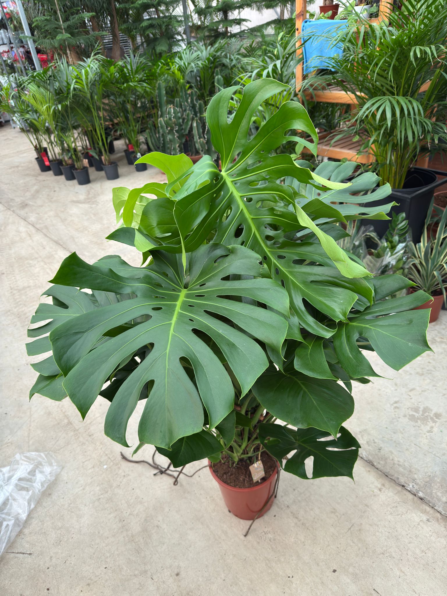 İthal Dolgun Formlu Deve Tabanı Çiçeği 130-150 cm Yosun Sopalı - (Monstera Deliciosa)