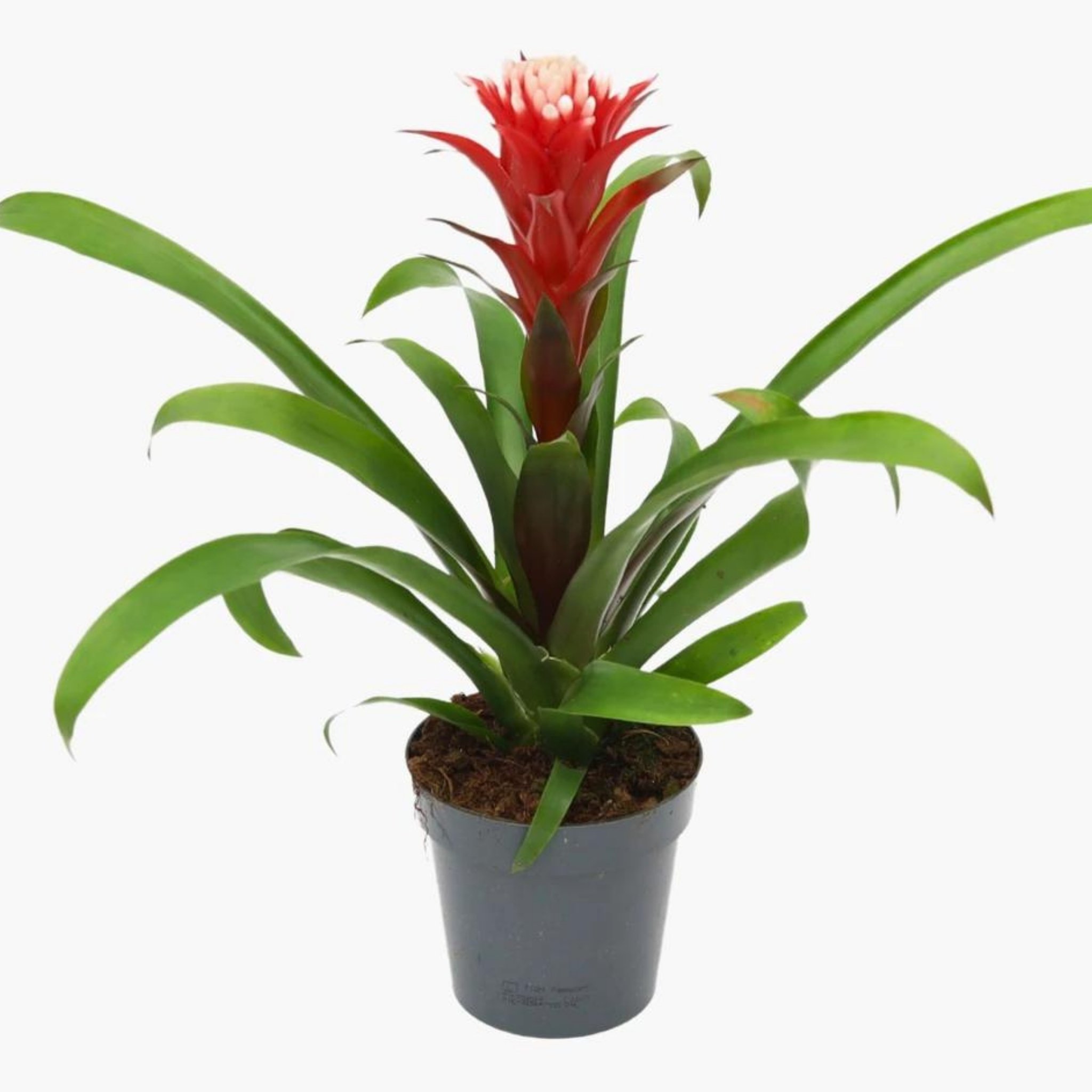 Kırmızı Guzmanya Hope (Guzmania Hope)