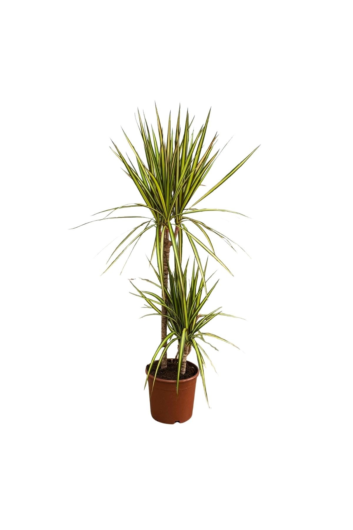 2 Gövdeli Büyük Madagaskar Dragon Ağacı Sunray (Draçena - Dracena Marginata)