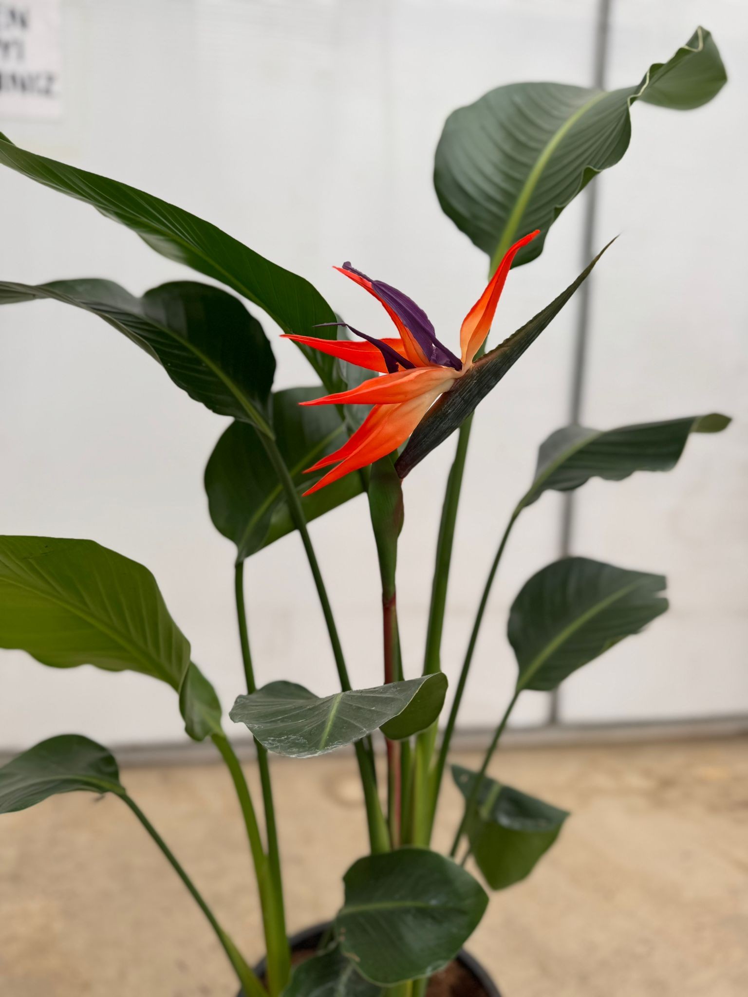 Yapay Cennet Kuşu Çiçeği (Bird Of Paradise)