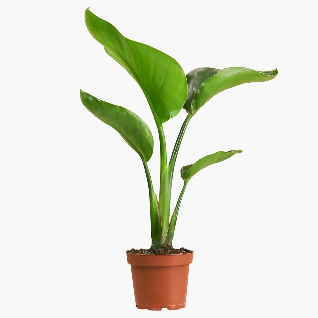 MASA BOY BİTKİ SETİ-Bitki Besini Hediyeli ( Paşa Kılıcı Çiçeği 40 cm / Pilea / Starliçe 60 cm / Bitki Besini )