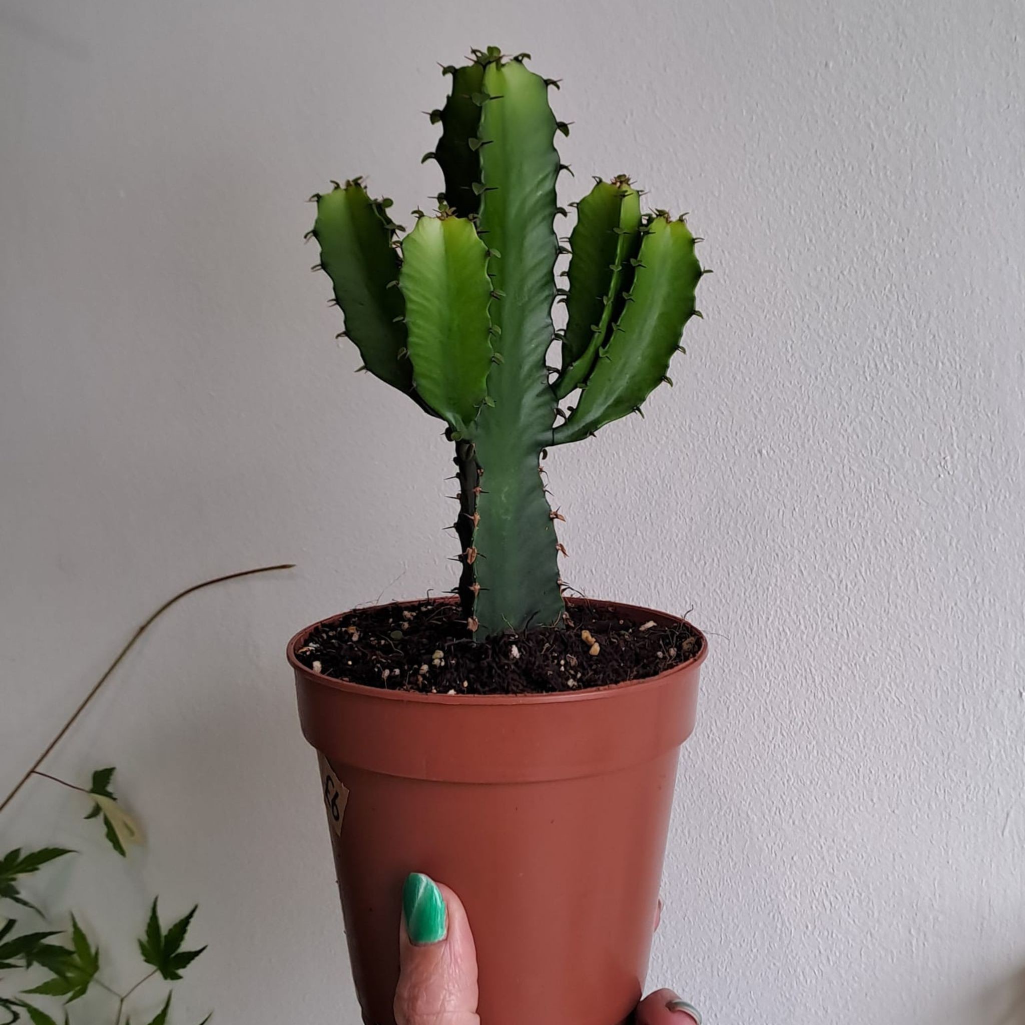 Çöl Mumu Kaktüs (Süt Ağacı - Euphorbia Acrurensis Small)