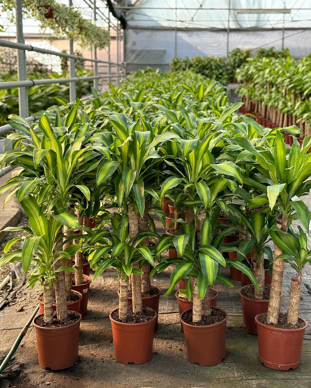 2 Gövdeli Dracena Massengena (Dracena Fragrans)