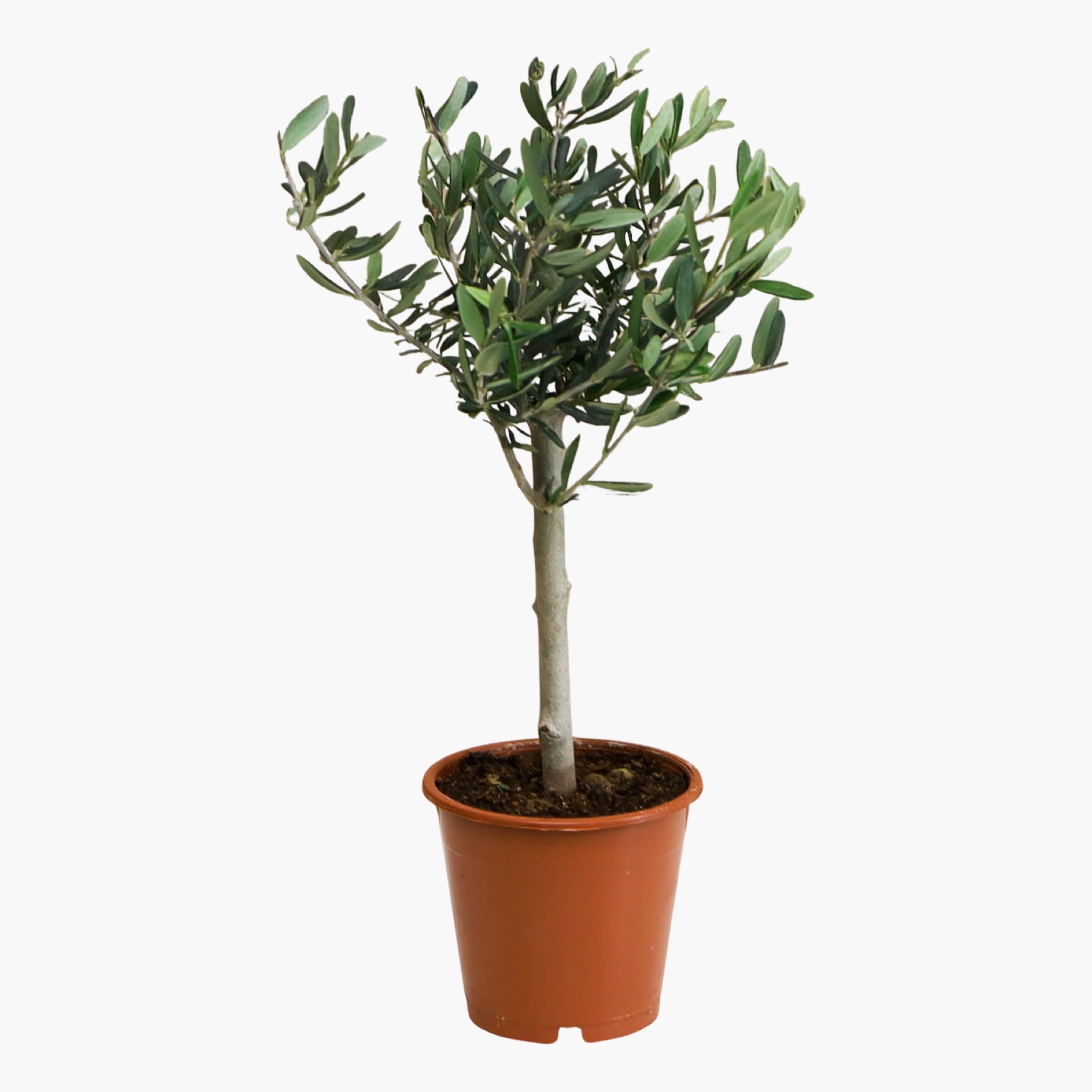 Bonsai Zeytin Ağacı - Small (Olive Tree)