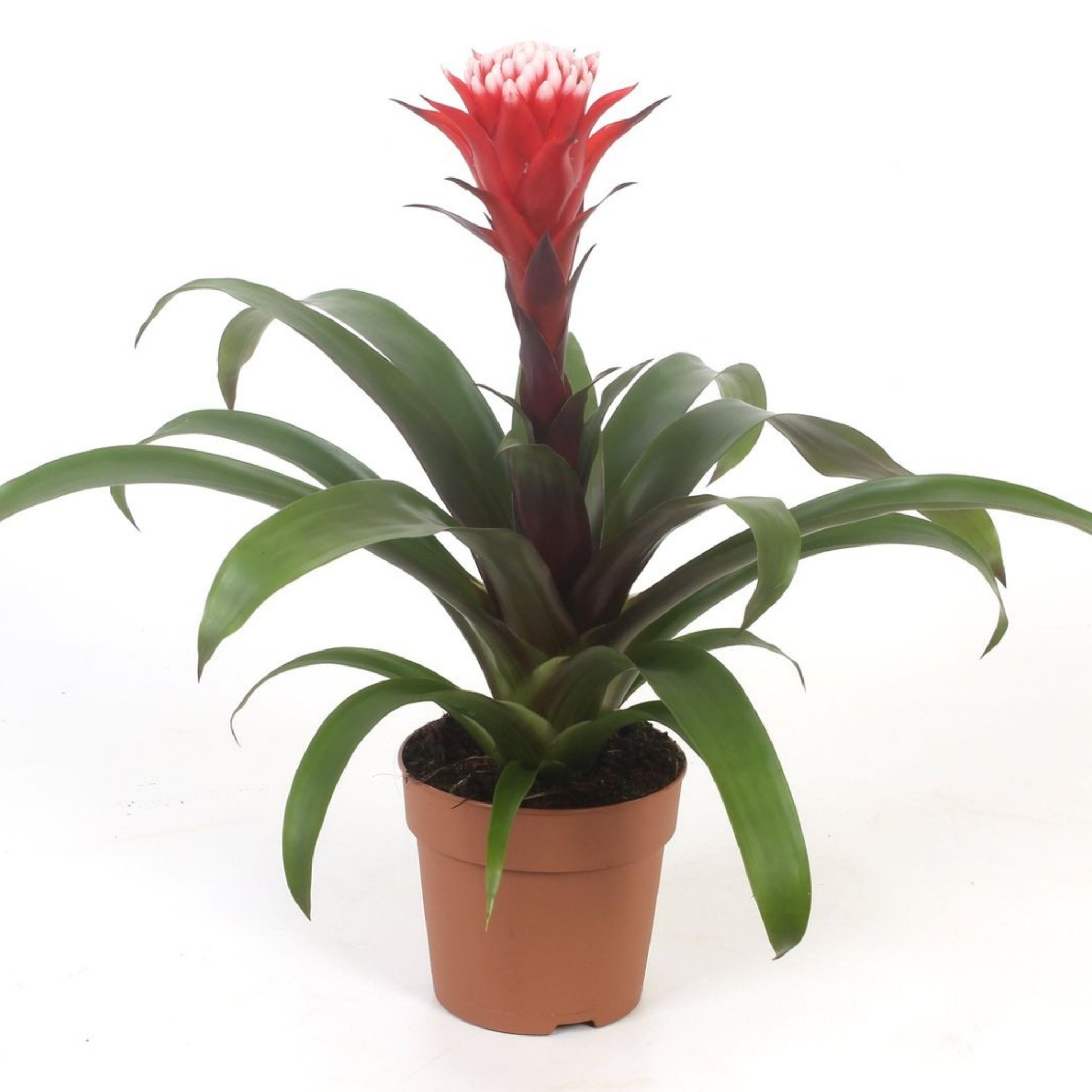 Kırmızı Guzmanya Hope (Guzmania Hope)