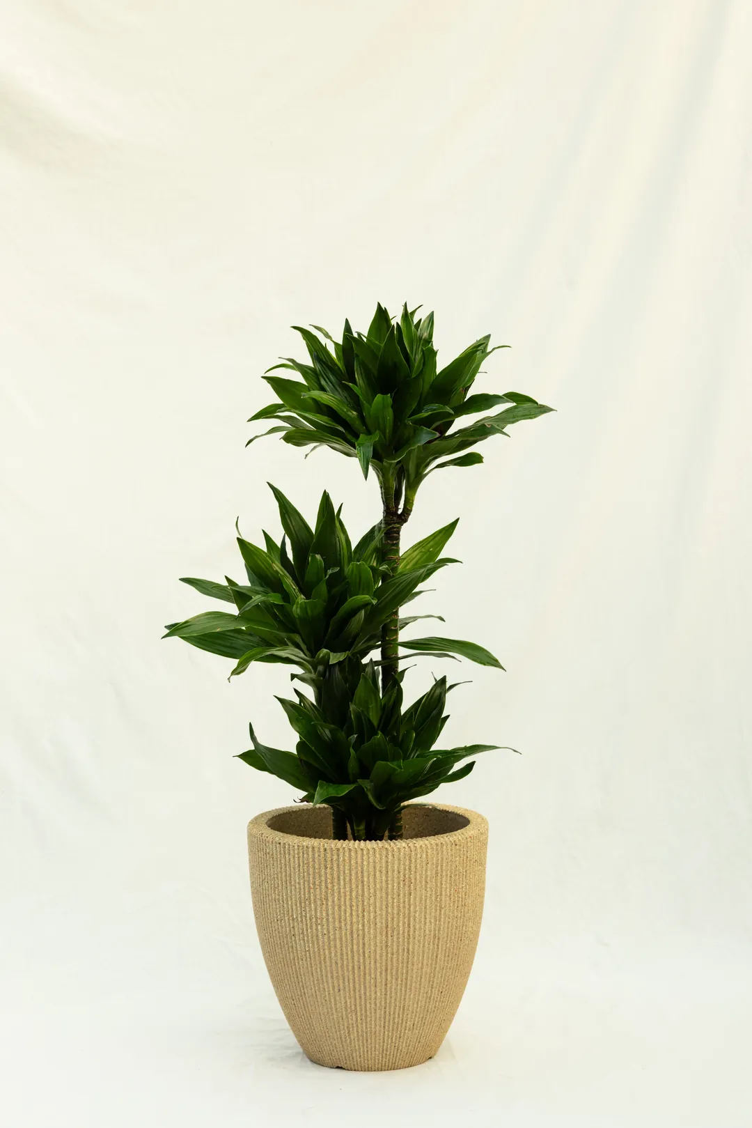 3 Gövdeli Dracaena Compacta - Large (Dracena Fragrans Compacta)