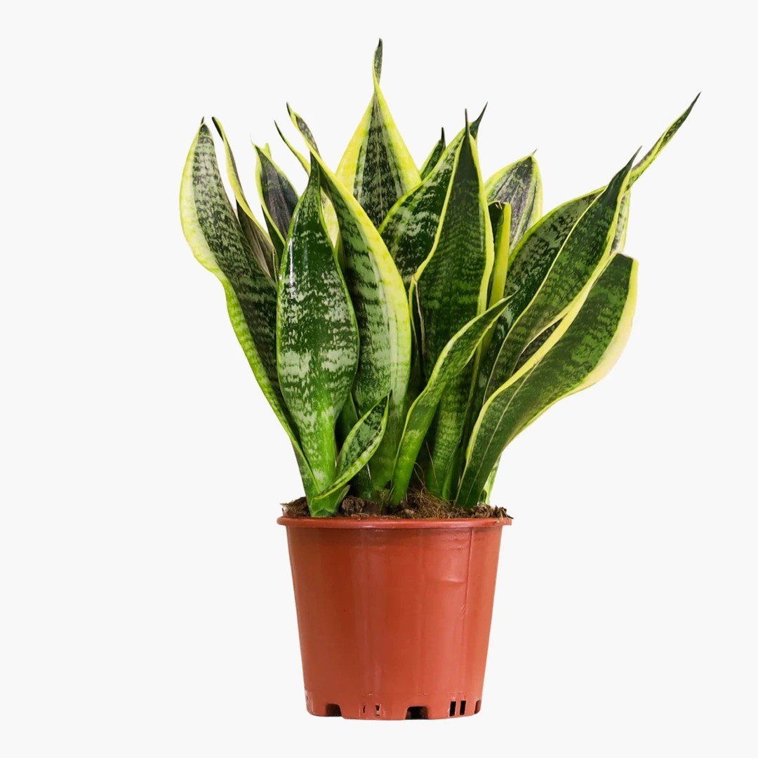 MASA BOY BİTKİ SETİ-Bitki Besini Hediyeli ( Paşa Kılıcı Çiçeği 40 cm / Pilea / Monstera 50-60 cm / Bitki Besini )