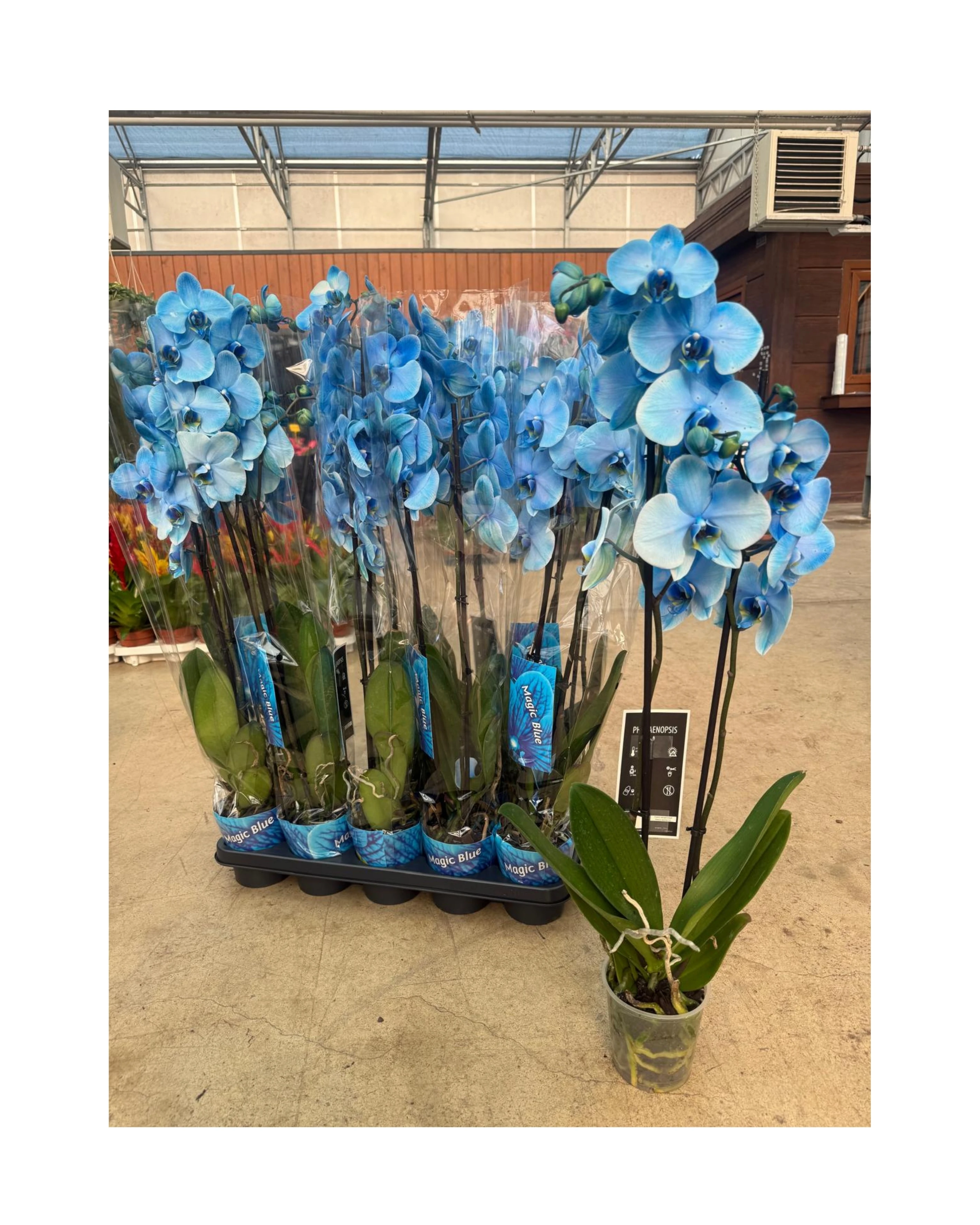 6'lı Paket Premium Mavi Orkide Seti (2 Dallı Phalaenopsis)