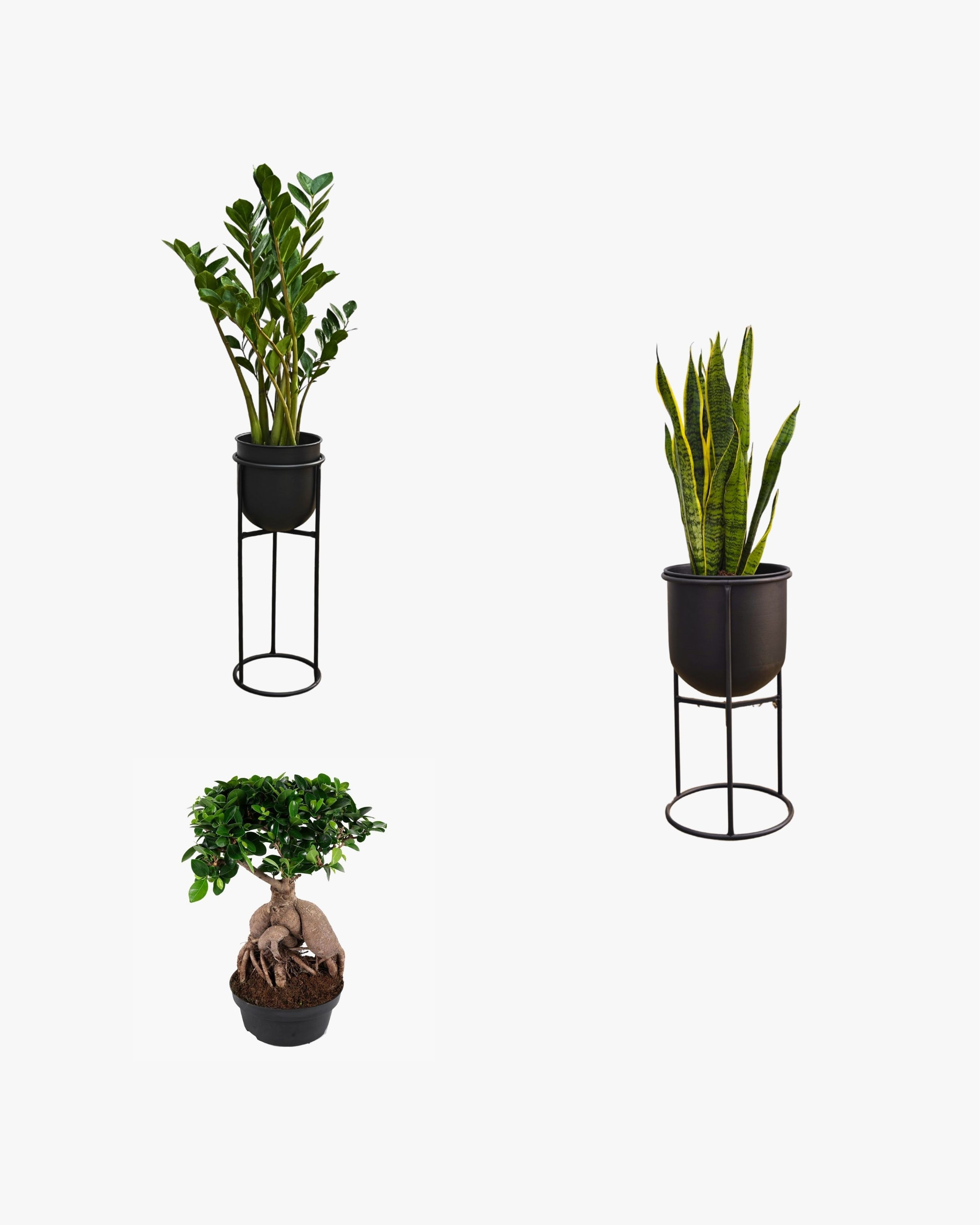 METAL SAKSILI SALON BİTKİ SETİ ( Zamia  / Paşa Kılıcı / Bonsai / Efes Ayaklı Metal Saksı 25cm / Efes Ayaklı Metal Saksı 20cm  )
