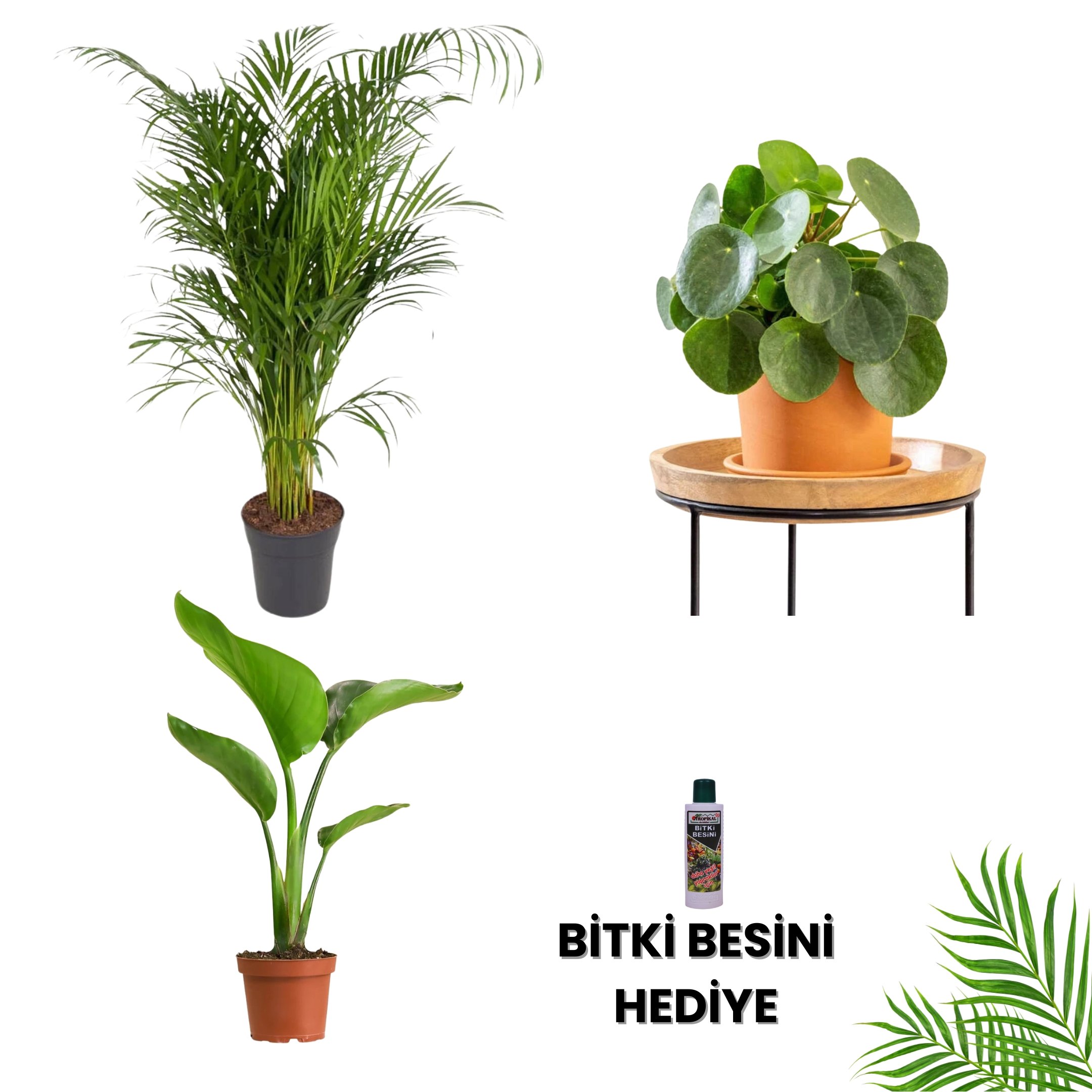 SALON BİTKİ SETİ-Bitki Besini Hediyeli ( Areka Salon Palmiyesi 110 cm / Pilea / Starliçe 60 cm / Bitki Besini )