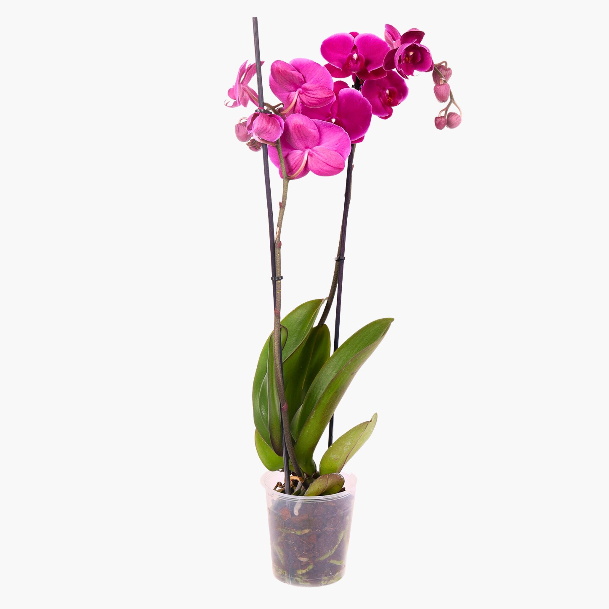 Çift Dallı XL Mor Orkide Çiçeği (2 Dallı Phalaenopsis)