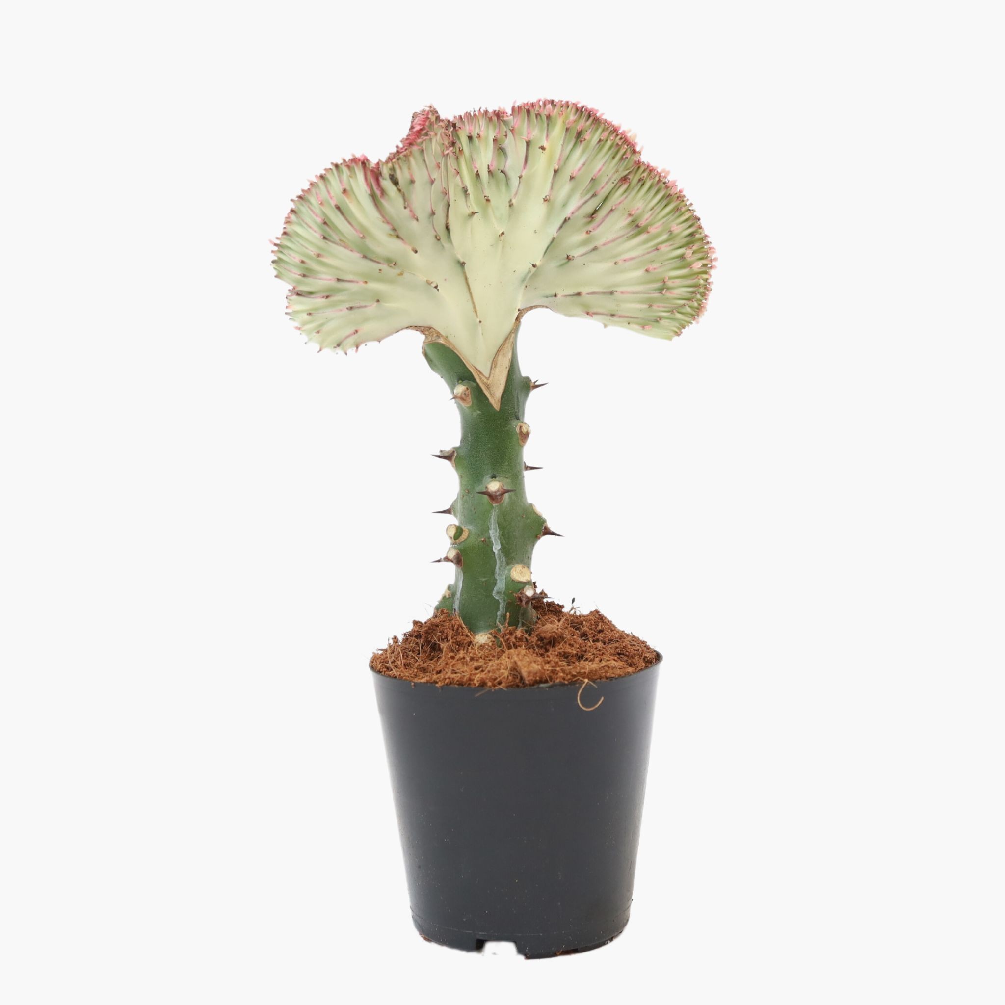 Euphorbia Lactea Cristata - Aşılı Kaktüs