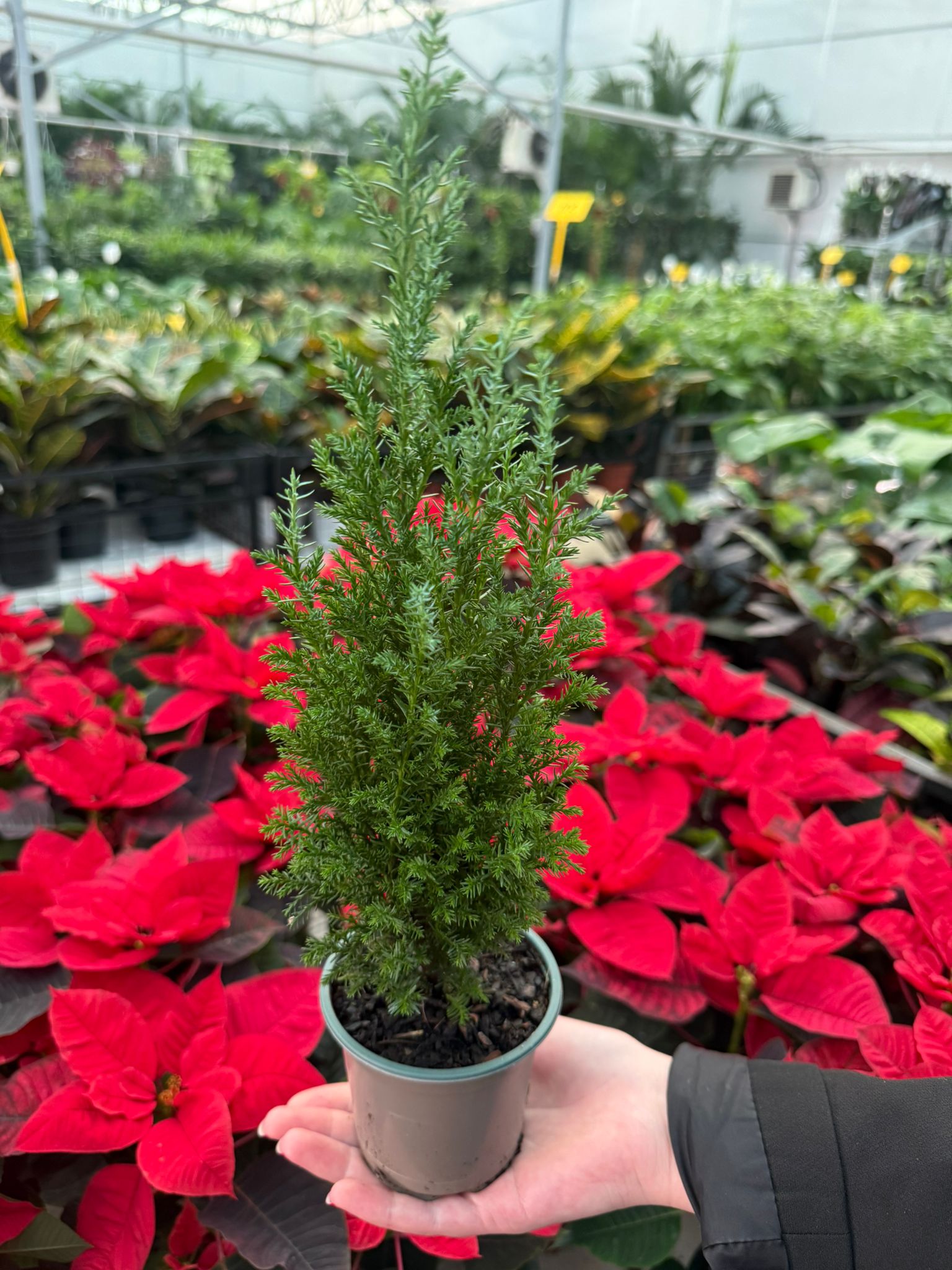 Mini Çam Ağacı -  Limon Servisi ( Cupressus macrocarpa )