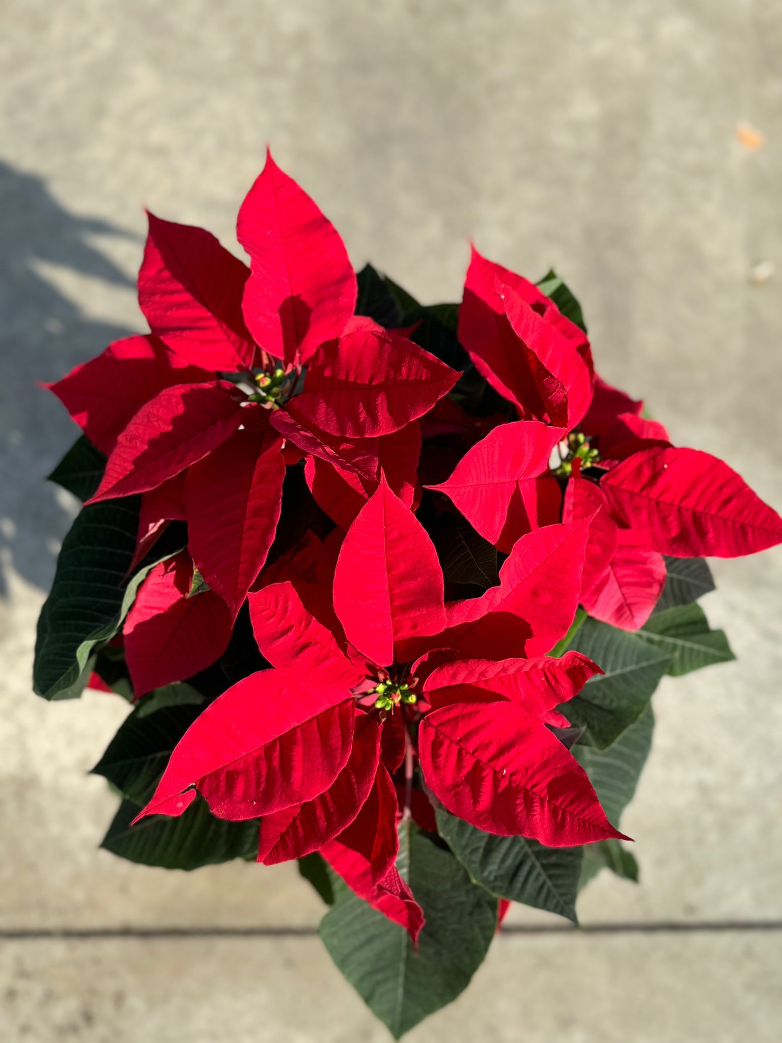 Atatürk Çiçeği-Ponsetya (Poinsettia)