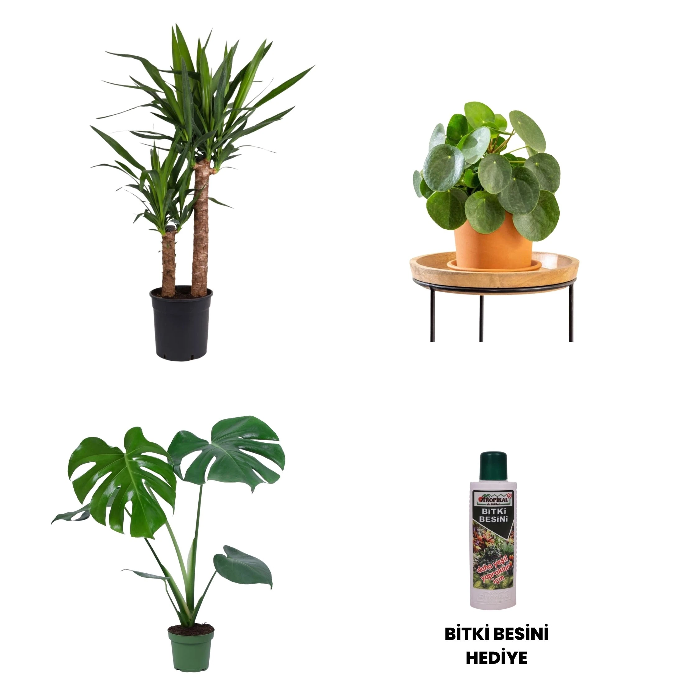 SALON BİTKİ SETİ-Bitki Besini Hediyeli (2 Gövdeli Yuka 100-120 cm / Monstera 50-60 cm / Pilea / Bitki Besini)