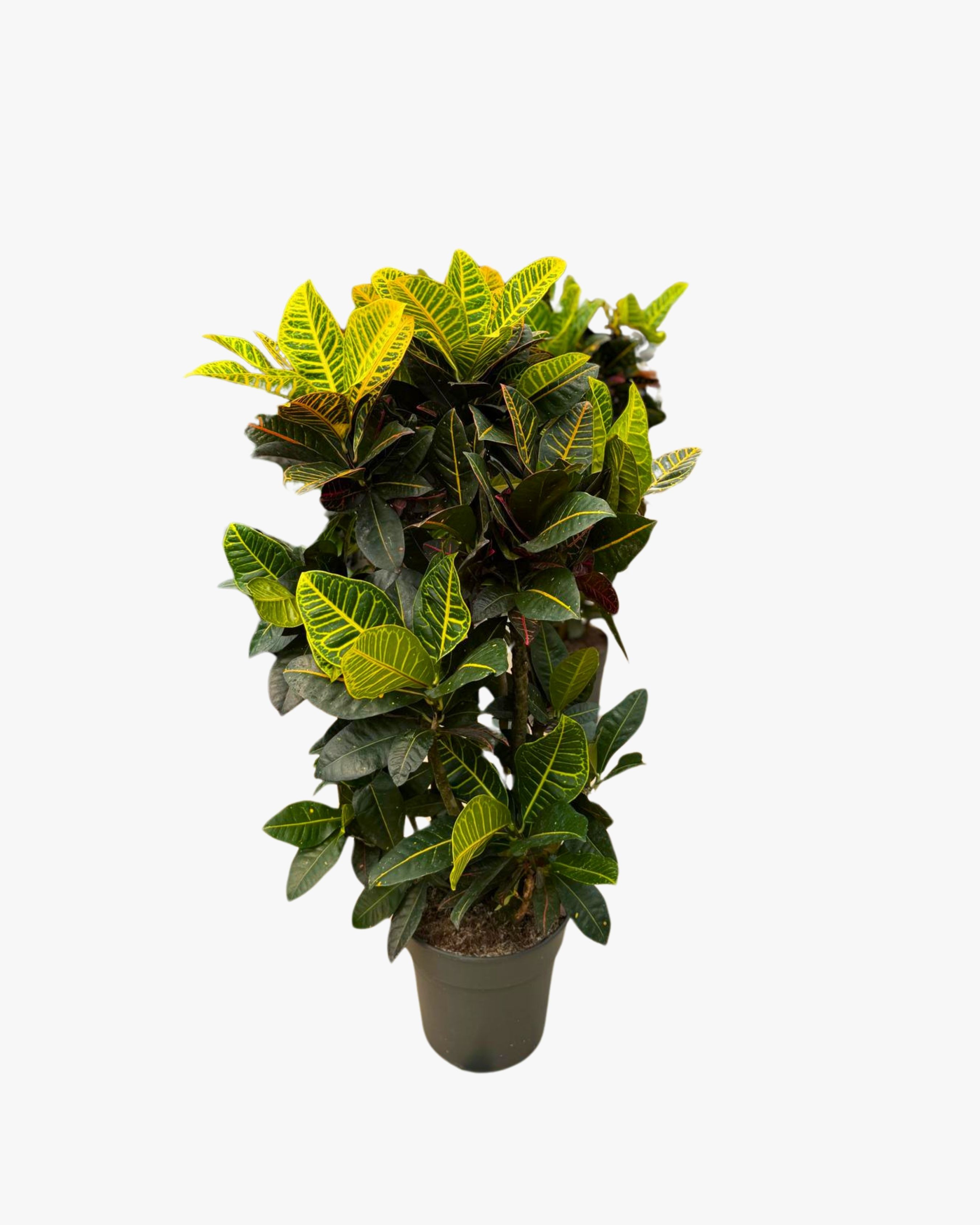 Kroton Bitkisi XL (Kraton - Croton Petra)