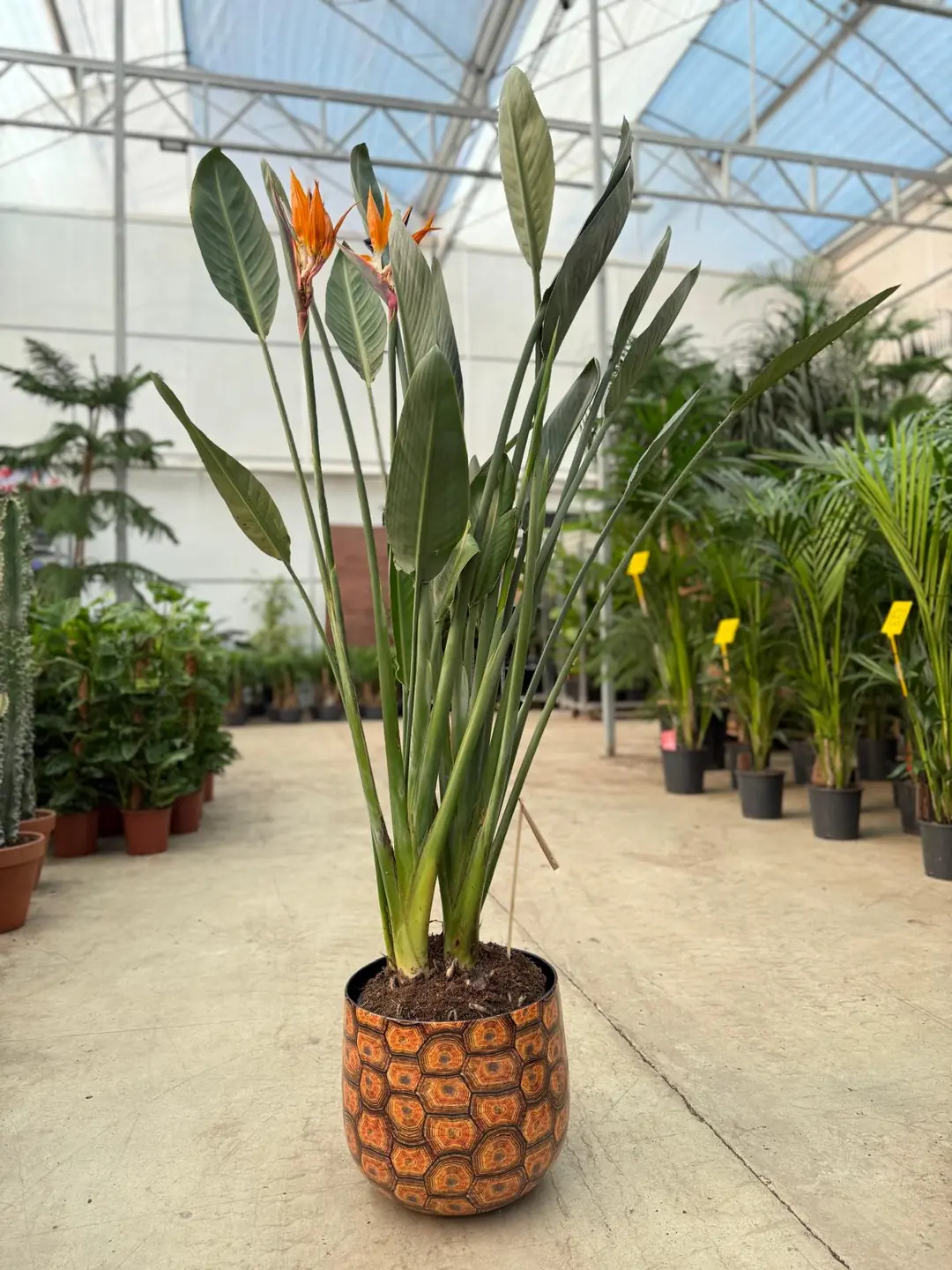 strelitzia nicolai ableger Strelitzia Nicolai | 150cm