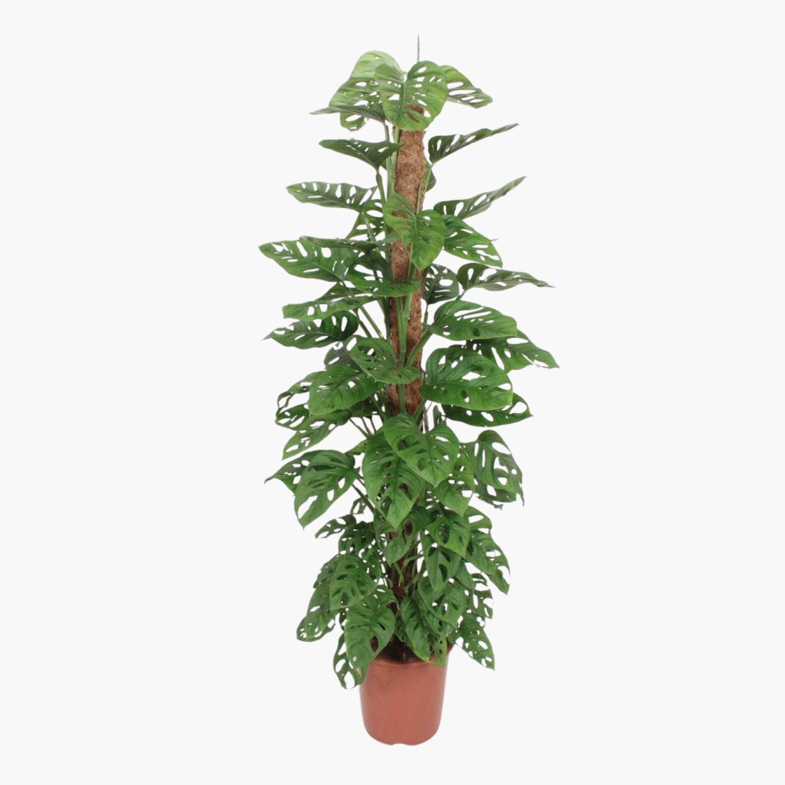 Yosun Sopalı Monstera Adansonii-Monkey Mask