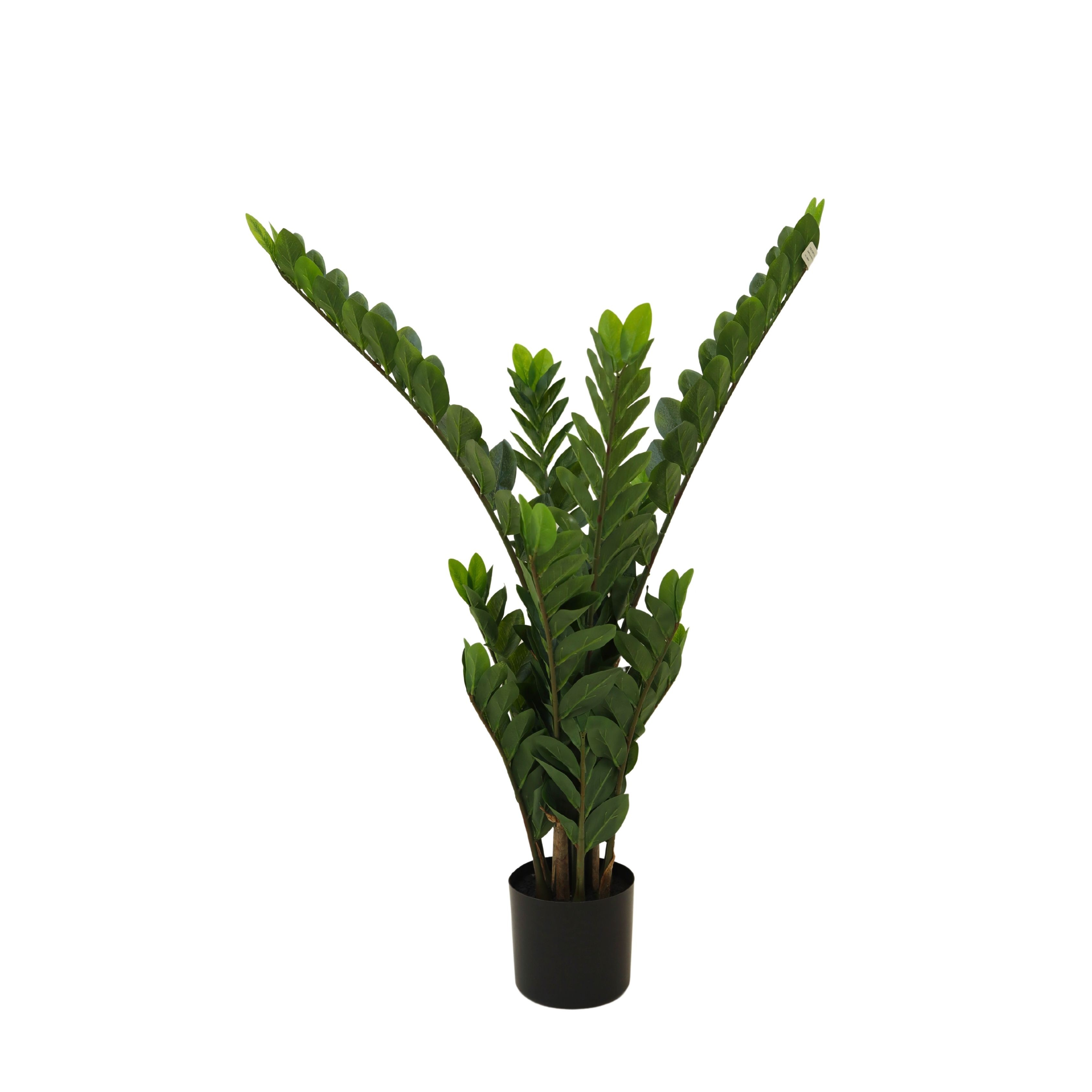 Yapay Zamia (Zeze - Zamioculcas Zamiifolia)