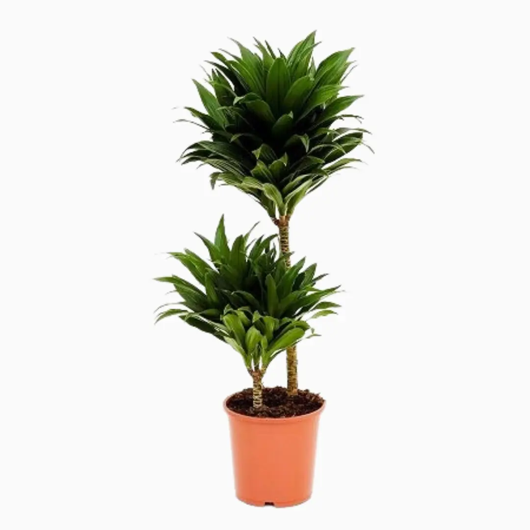 Drasena | Dracena iei | Bitkim.com