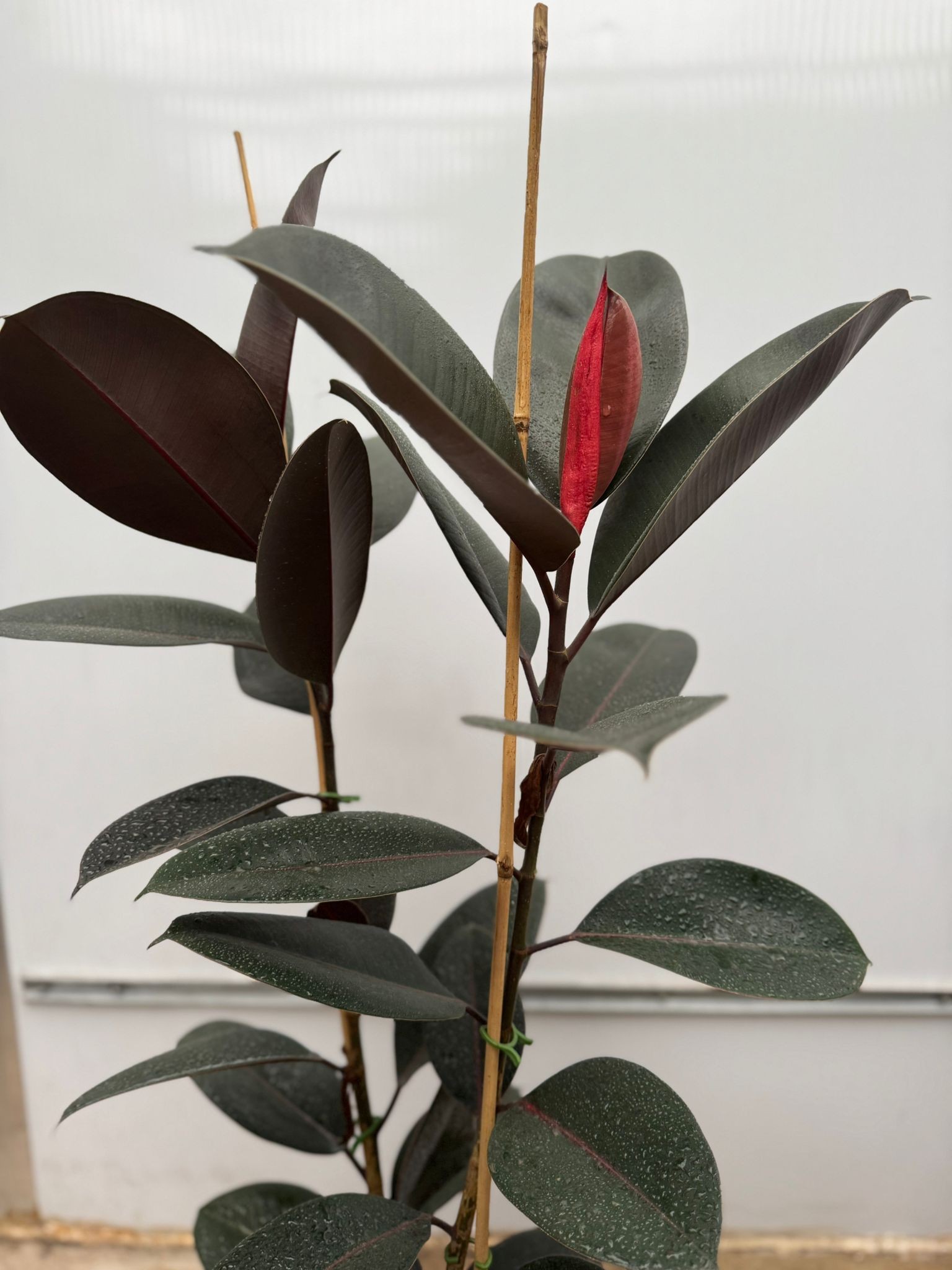 2 Gövdeli Siyah Kauçuk Çiçeği (Ficus Elastica Abidjan)