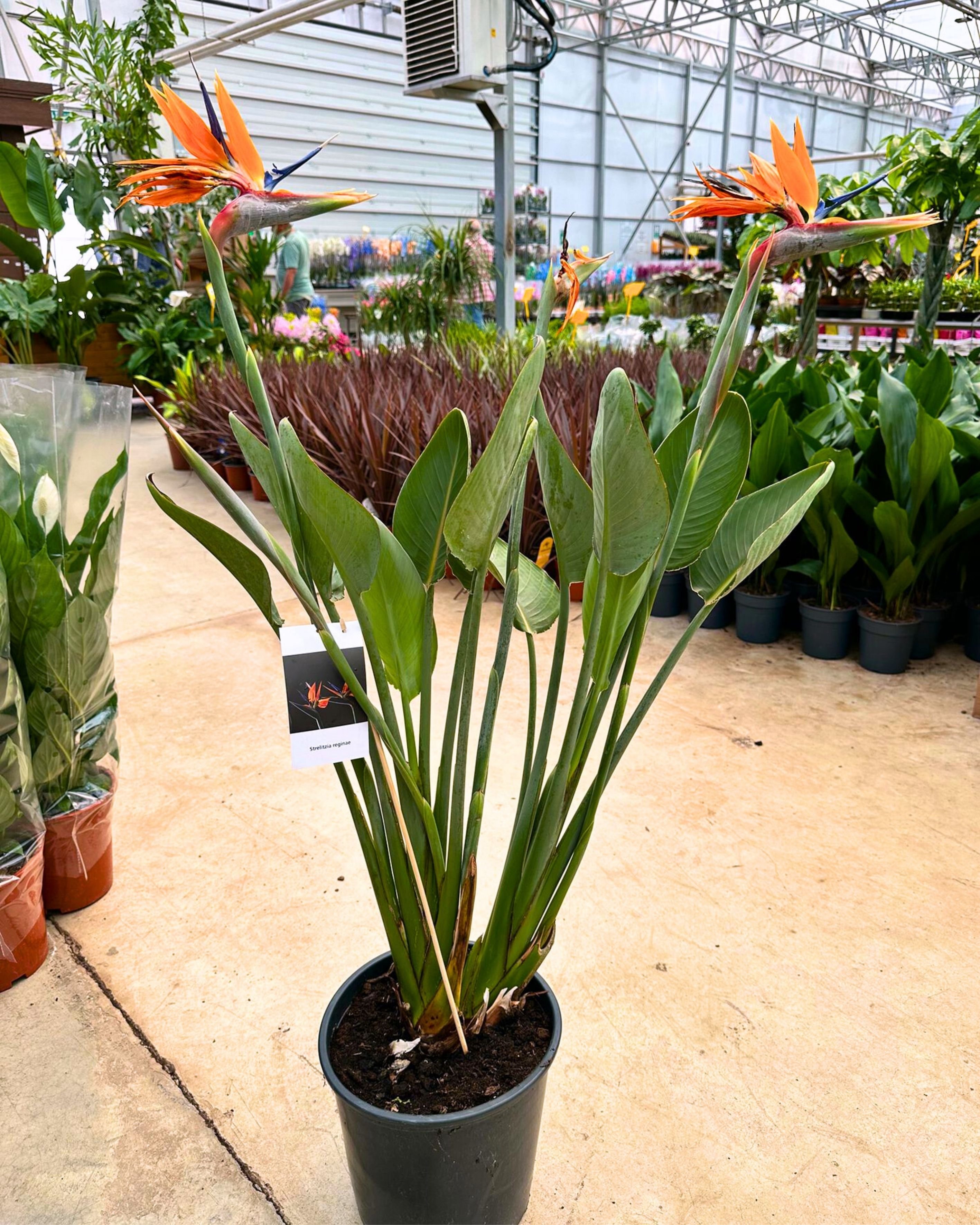 Starliçe - 3 Köklü XL (Turuncu Çiçek Açan Cennet Kuşu Çiçeği - Strelitzia Reginae)