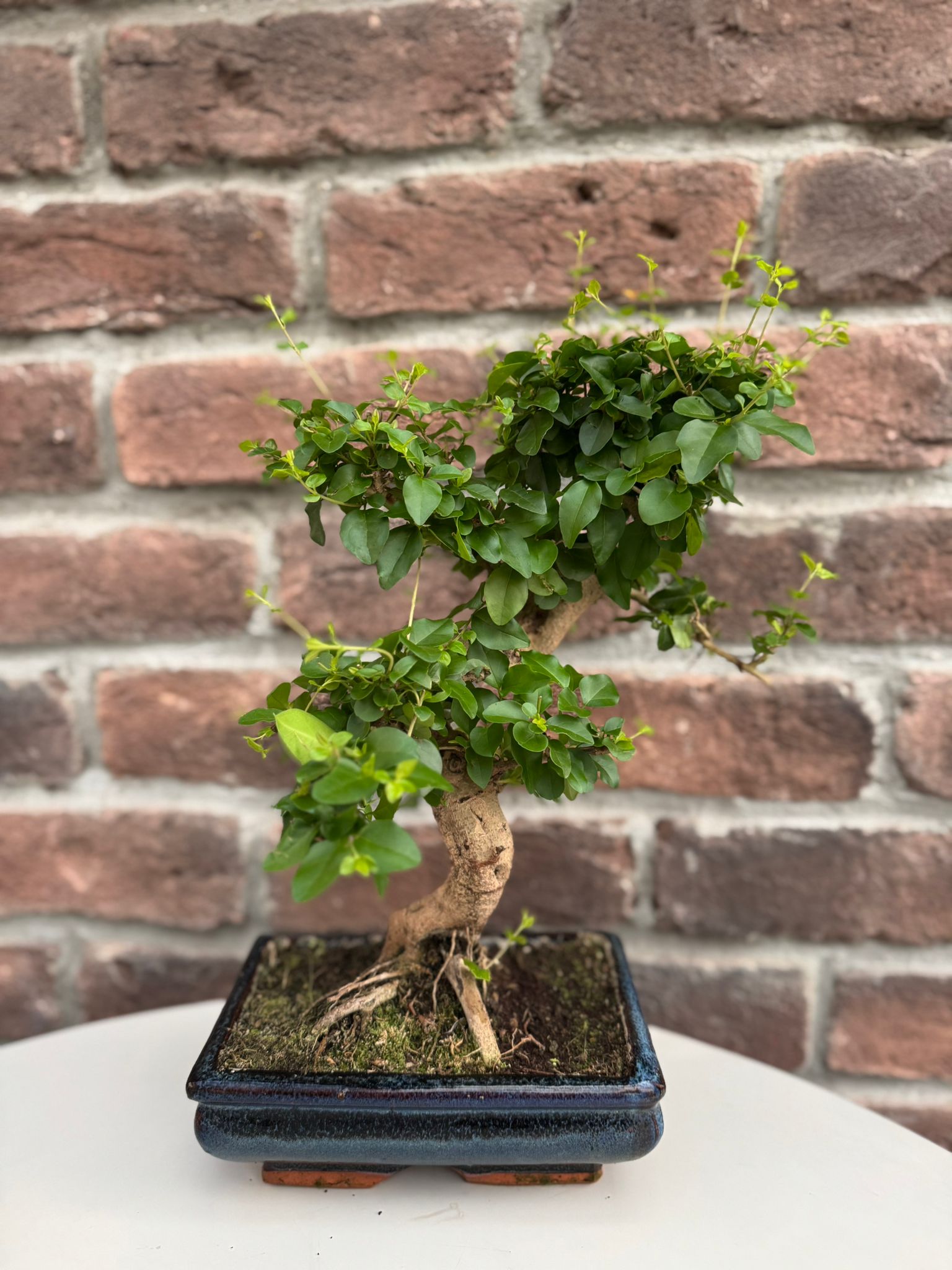 Dekoratif Saksılı Bonsai Ligustrum