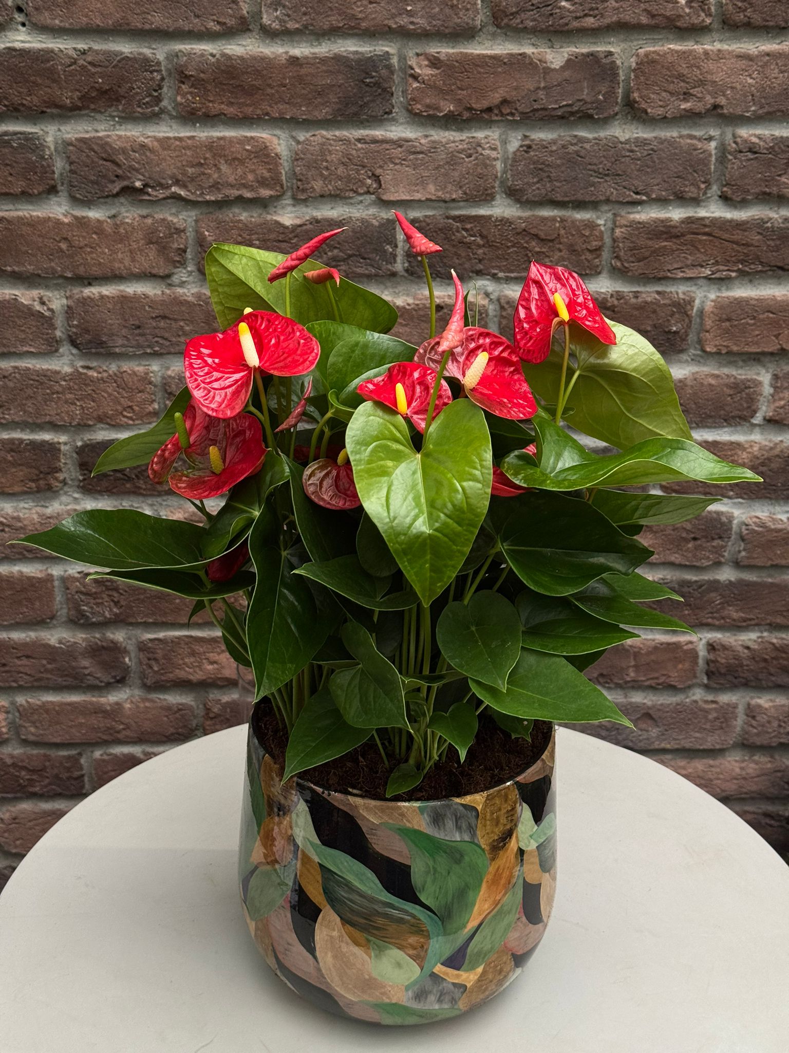 Krmz Antoryum (Flamingo iei - Anthurium) - Yeil Metal Saksl Medium  | Bitkim.com