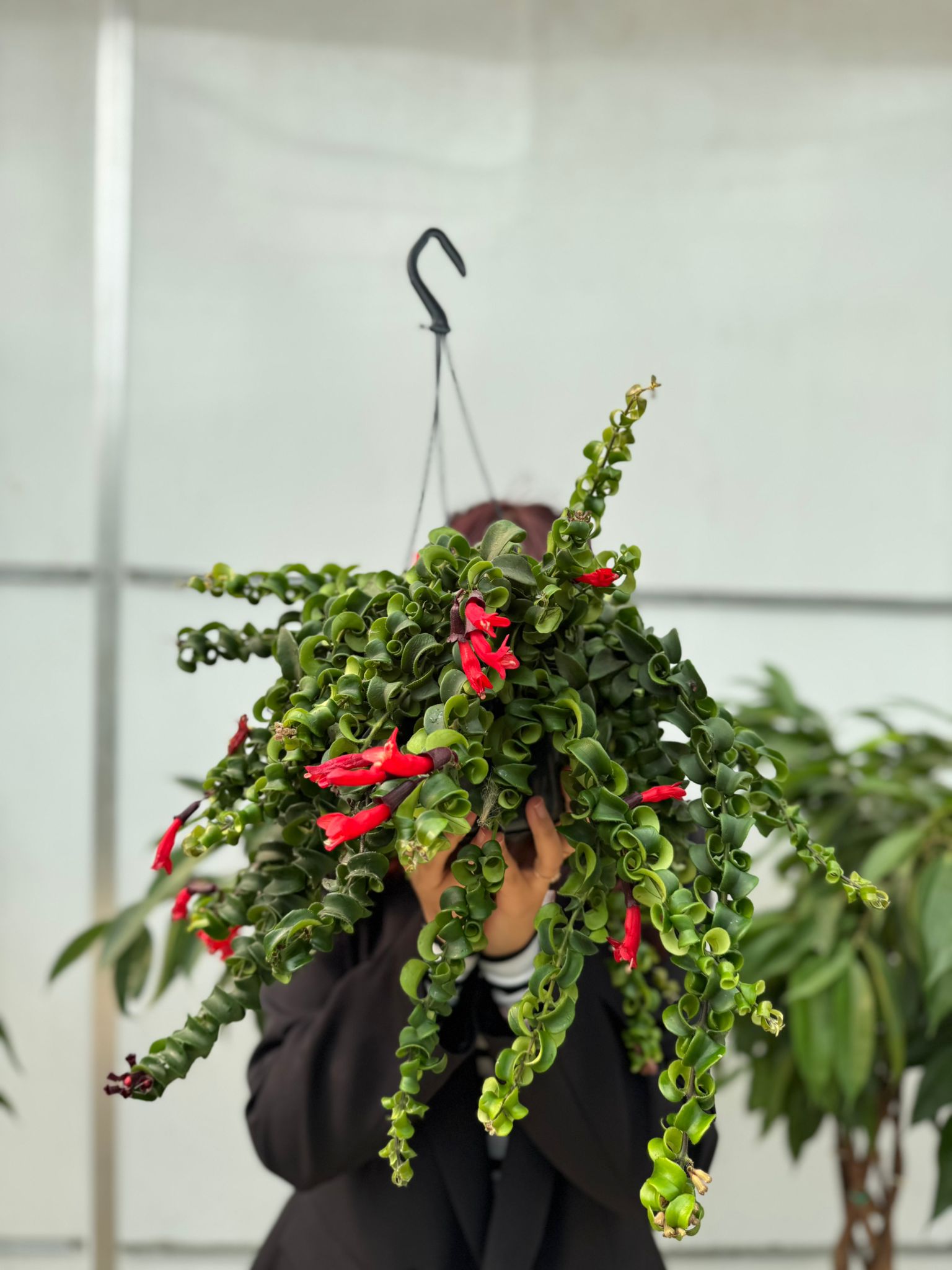 Askılı Kıvırcık Ruj Çiçeği (Aeschyanthus Bluster)