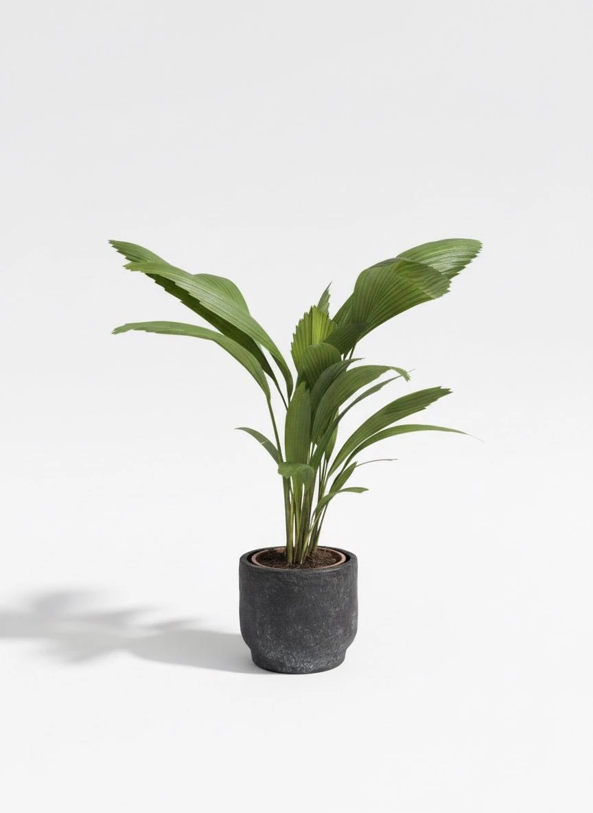 Dekoratif Saksılı Yelpaze Palmiyesi (Licuala Grandis)