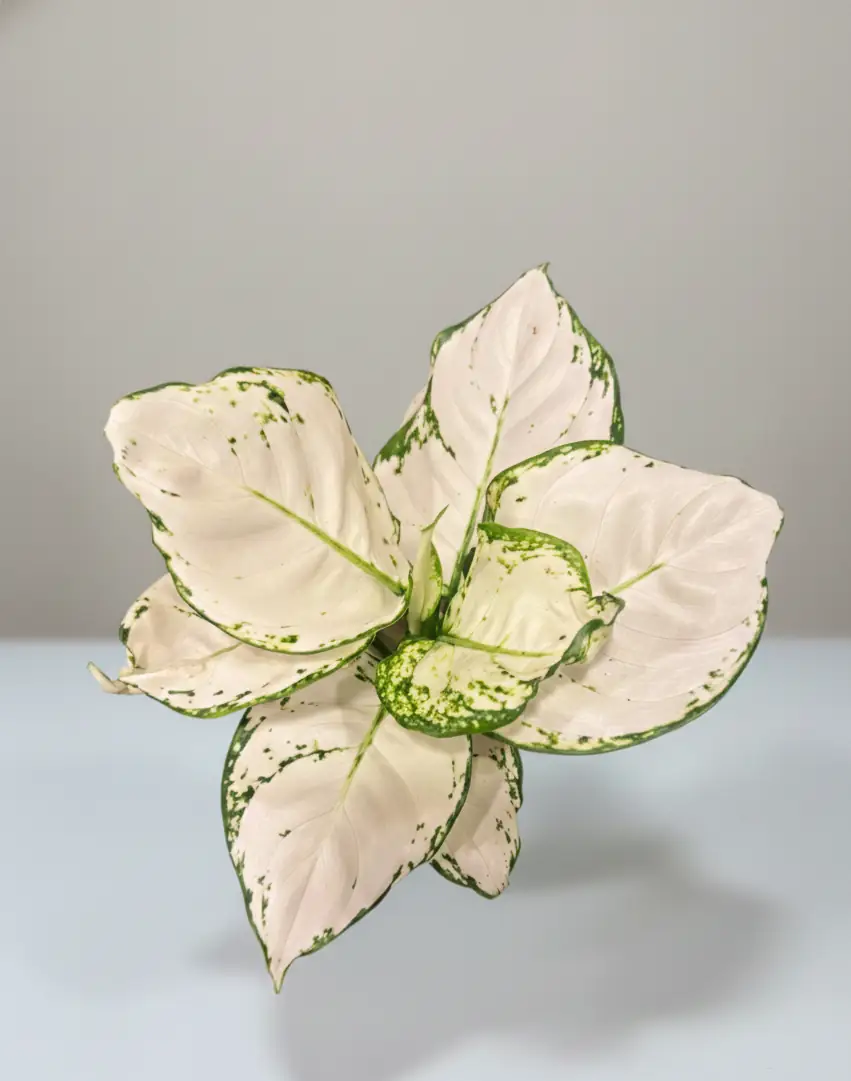 Çin Herdemyeşili (Aglaonema White Joy) | Bitkim.com