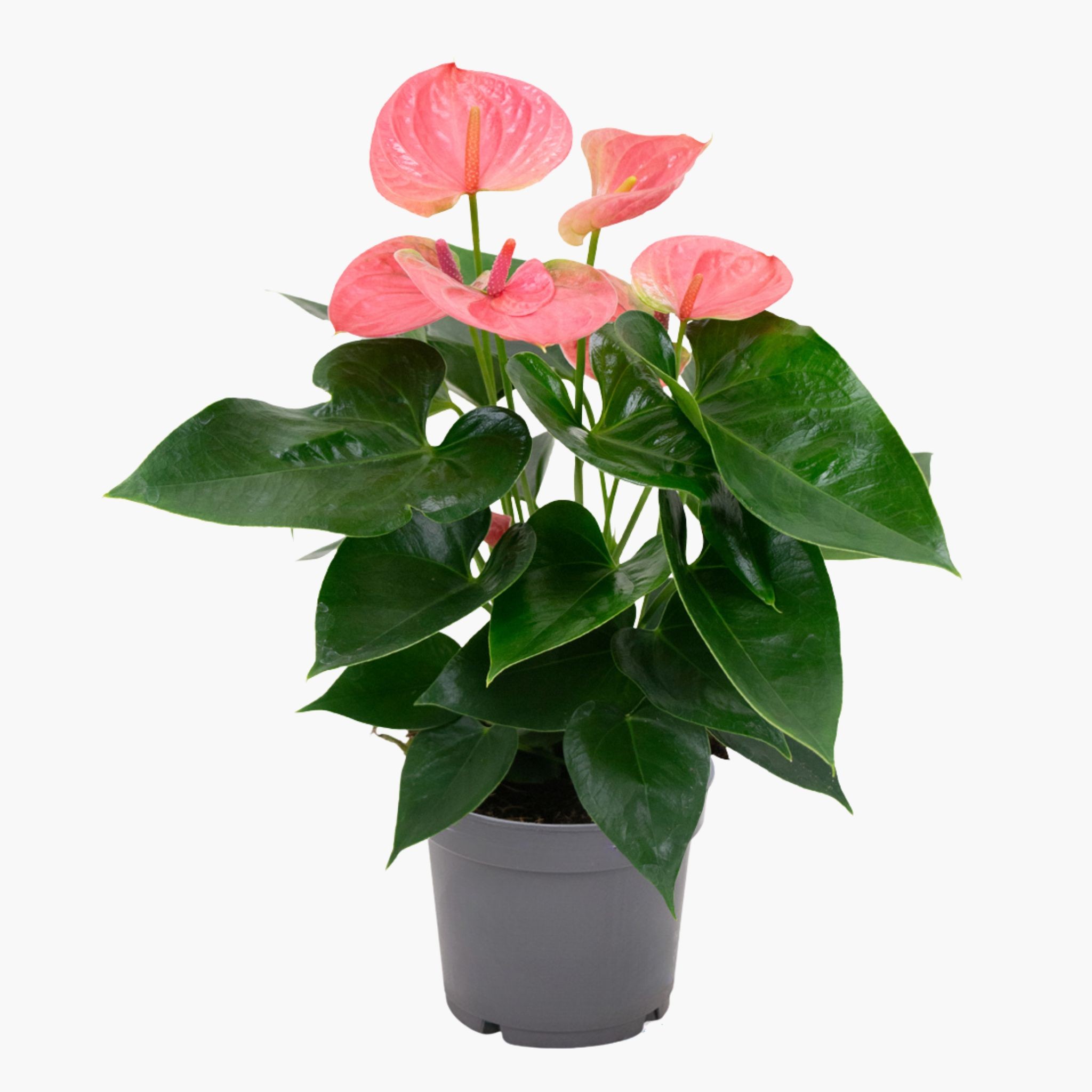 Pembe Antoryum - Medium (Flamingo Çiçeği)