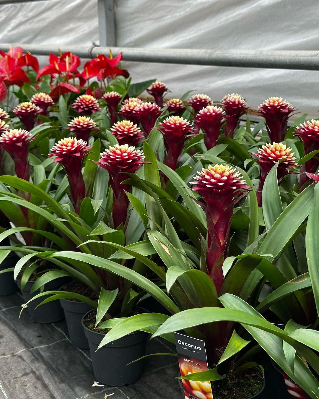 Mor Guzmanya Hope (Guzmania Hope)
