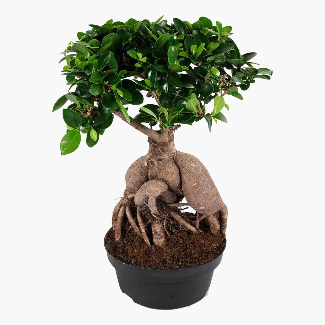 METAL SAKSILI SALON BİTKİ SETİ ( Zamia  / Paşa Kılıcı / Bonsai / Efes Ayaklı Metal Saksı 25cm / Efes Ayaklı Metal Saksı 20cm  )