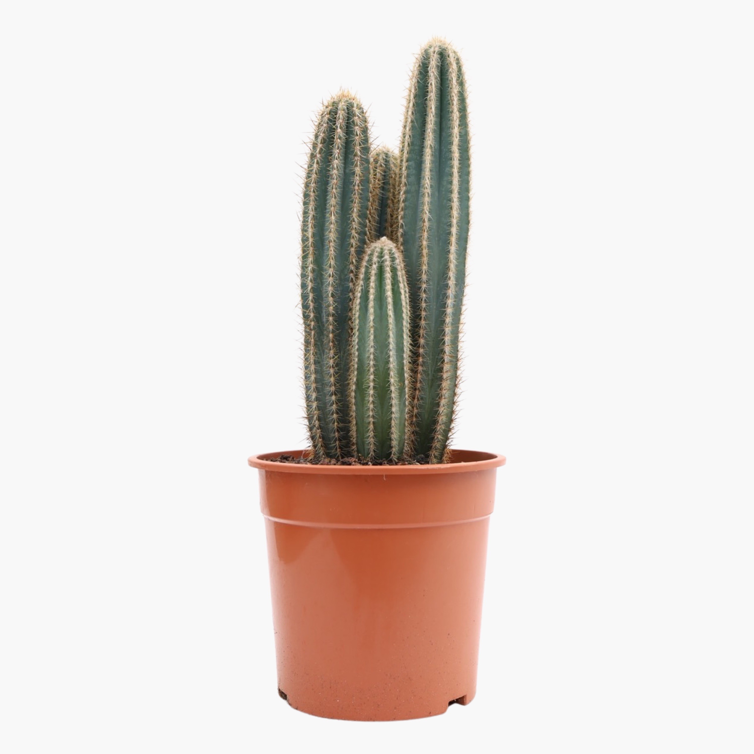 Büyük Sütun Kaktüs (Pilosocereus Pachycladus)
