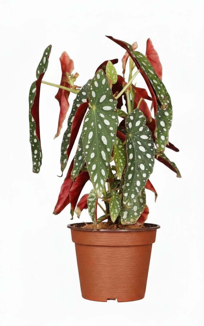 Çilli Begonya Çiçeği (Begonia Maculata)