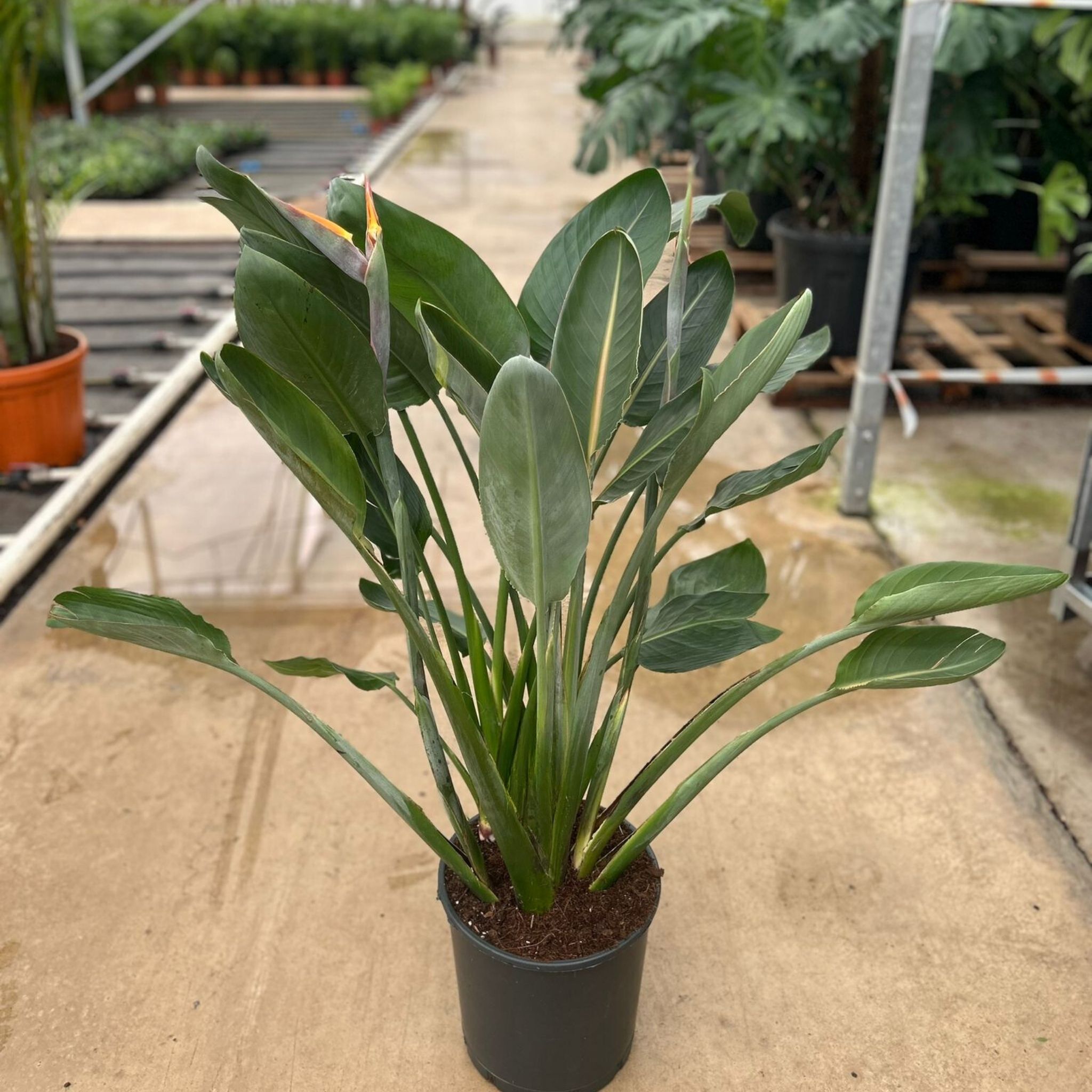 Starliçe - 3 Köklü XL (Turuncu Çiçek Açan Cennet Kuşu Çiçeği - Strelitzia Reginae)