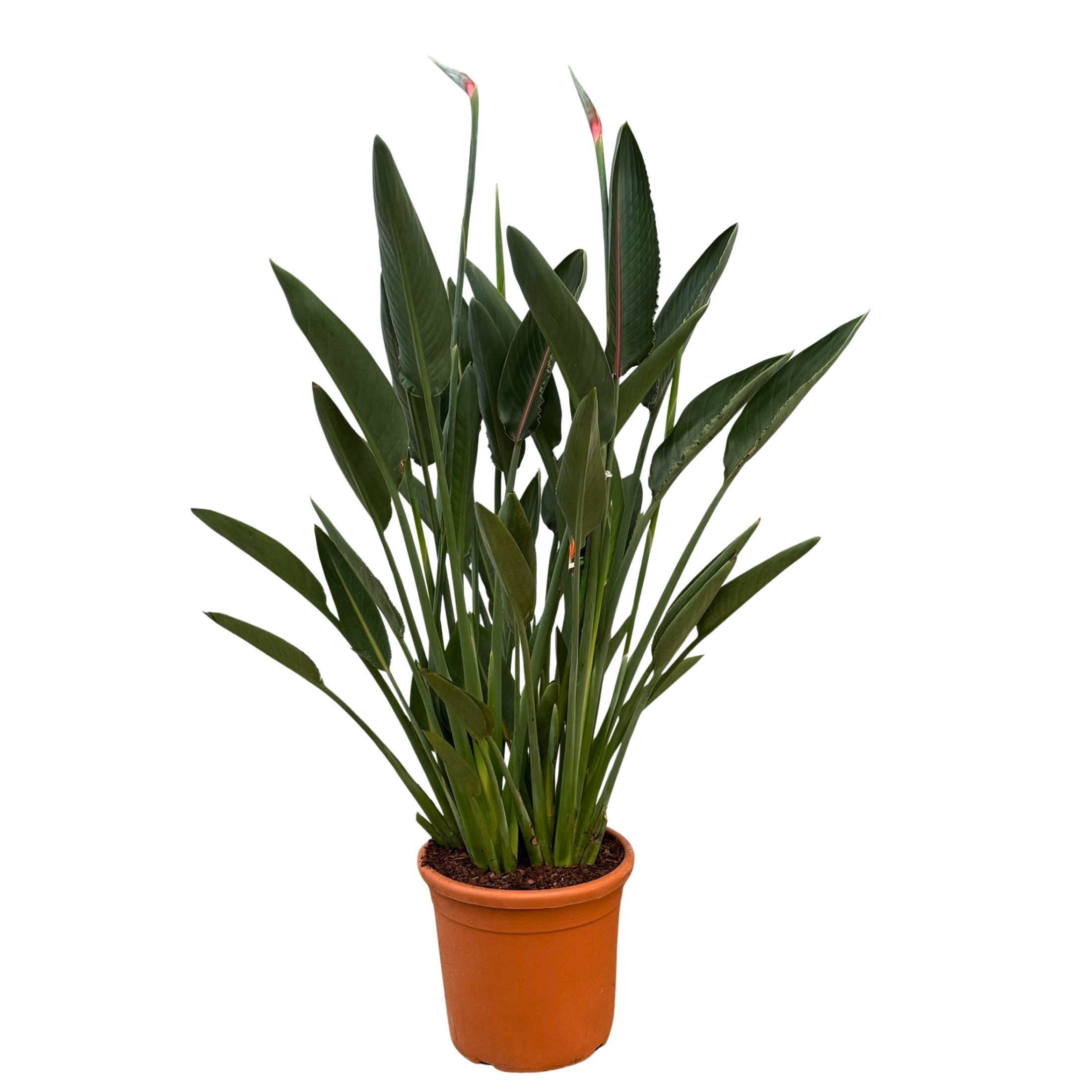 Çok Sık Köklü Starliçe XL (Turuncu Çiçek Açan Cennet Kuşu Çiçeği - Strelitzia Reginae)