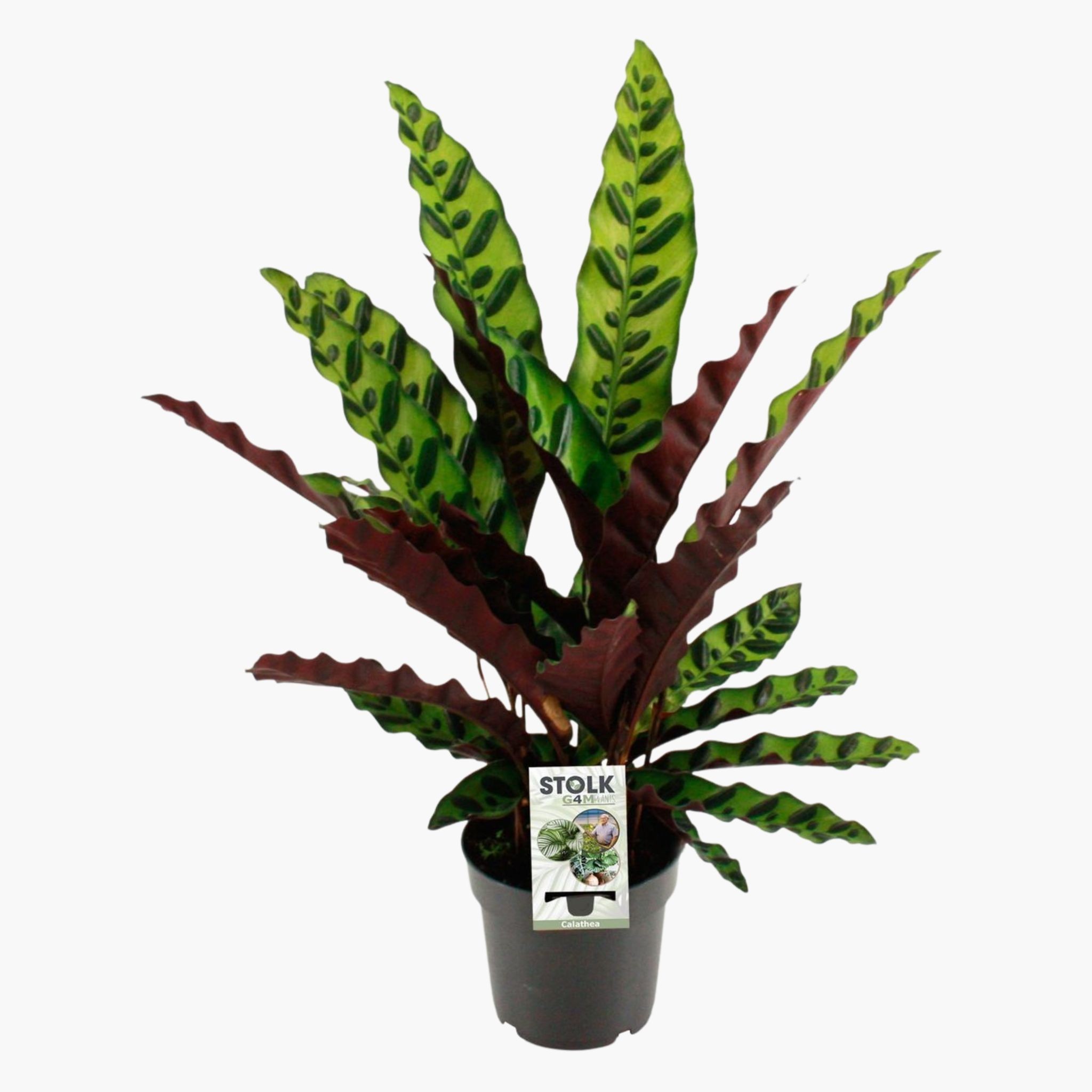 Dua Çiçeği (Kalatya Lancifolia - Calathea Rattlesnake)