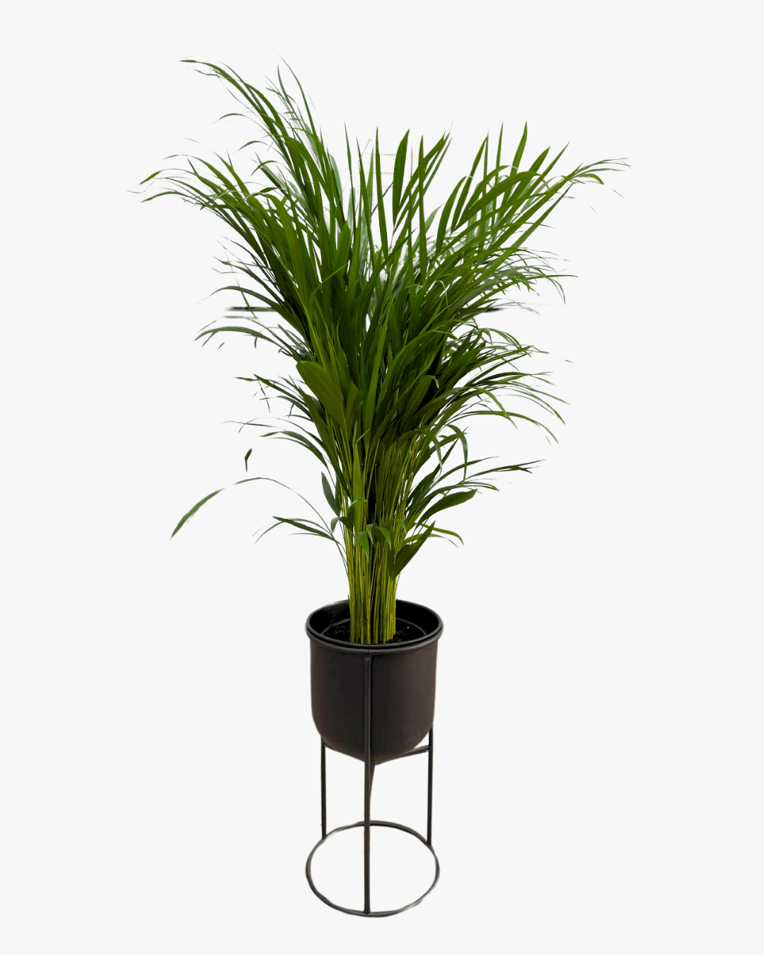 METAL SAKSILI SALON BİTKİ SETİ (Areka Palmiyesi / 2 Gövdeli Yuka Çiçeği / 3'lü Şans Bambusu / Efes Ayaklı Metal Saksı 25cm / Efes Ayaklı Metal Saksı 25 cm)
