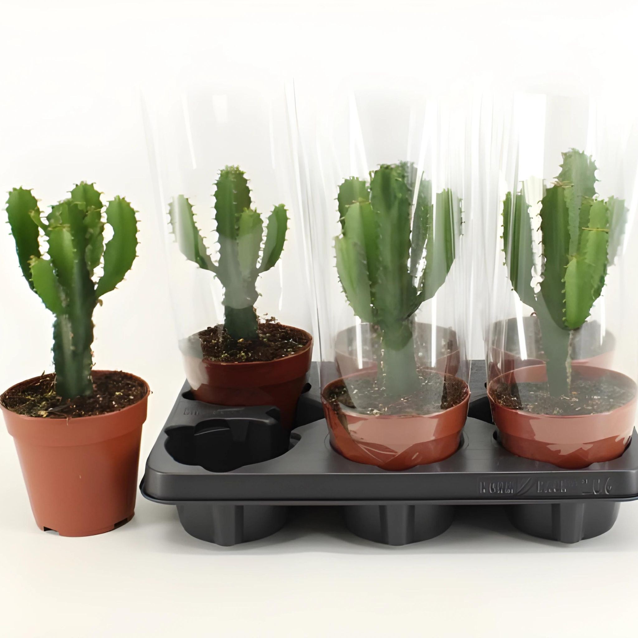 Çöl Mumu Kaktüs (Süt Ağacı - Euphorbia Acrurensis Small)