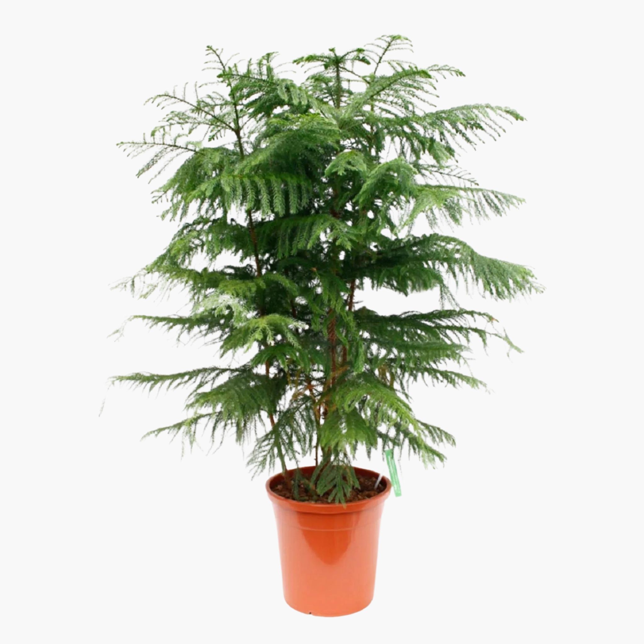 Çok Köklü Arokarya Salon Çamı (Araucaria Heterophylla)