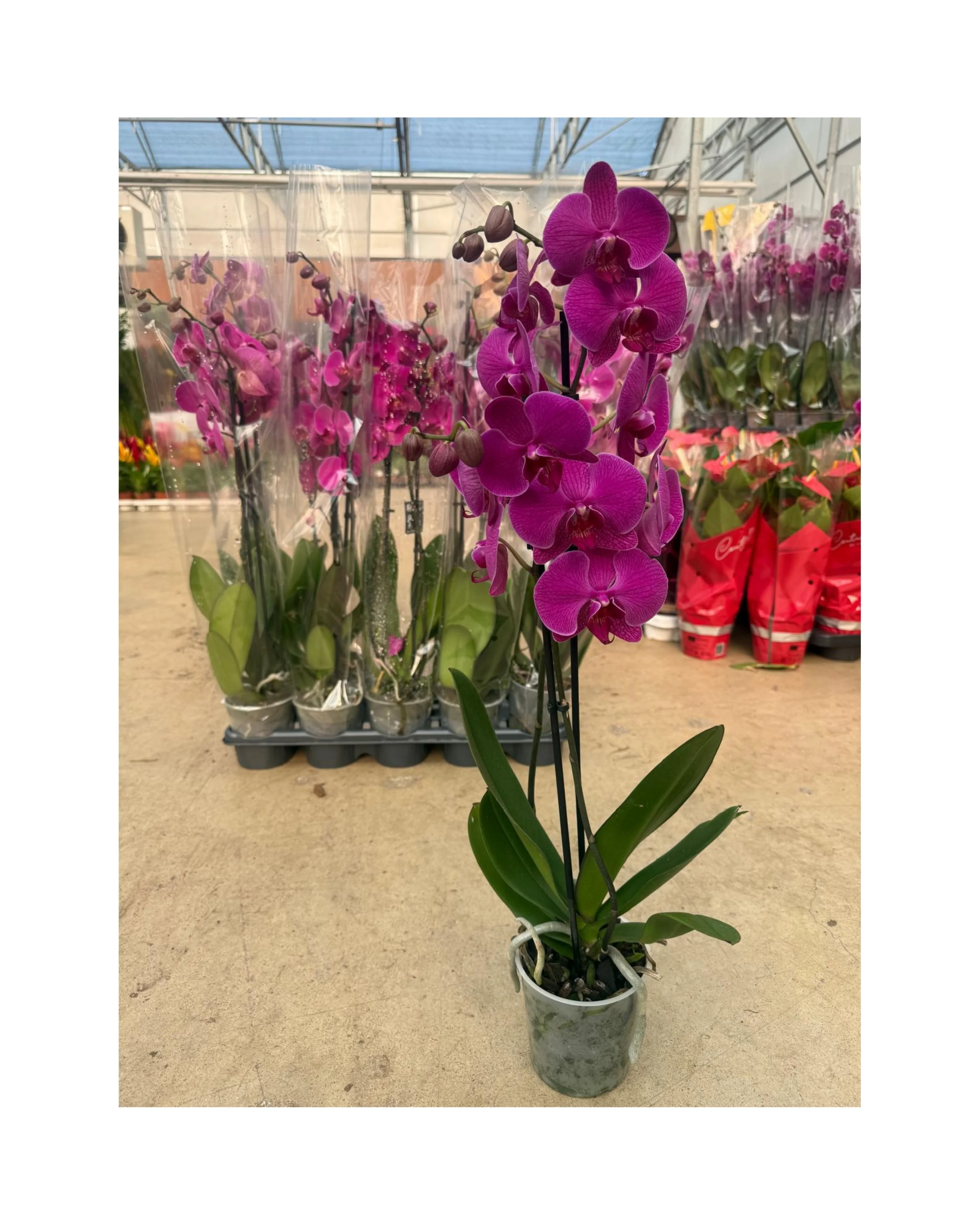 6'lı Paket Premium Mor Orkide Seti (2 Dallı Phalaenopsis)