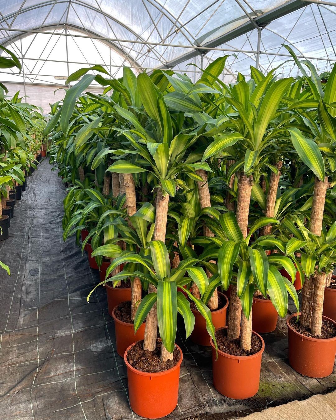 2 Gövdeli Dracena Massengena - XL (Dracena Fragrans)