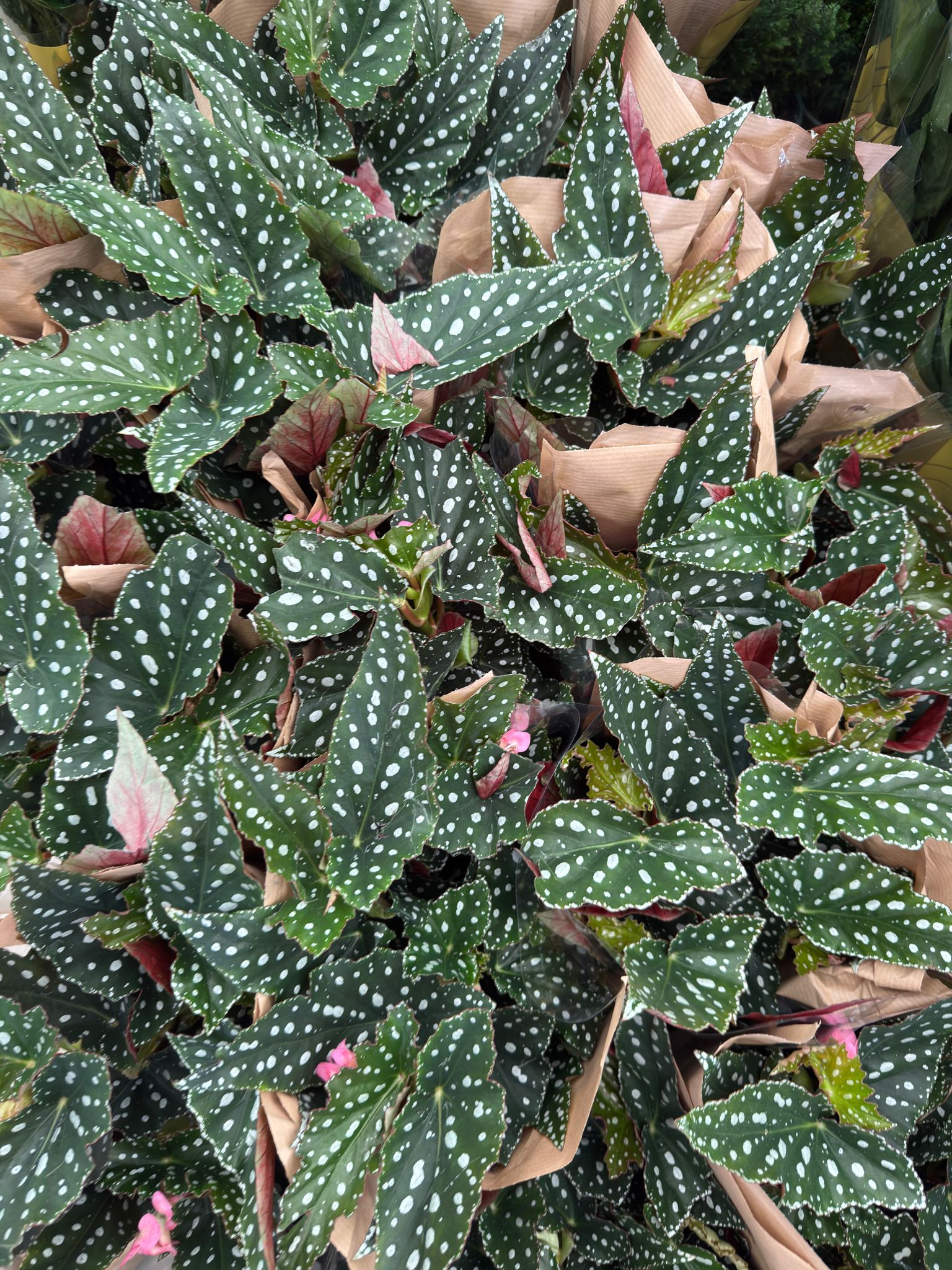 Çilli Begonya Çiçeği (Begonia Maculata)